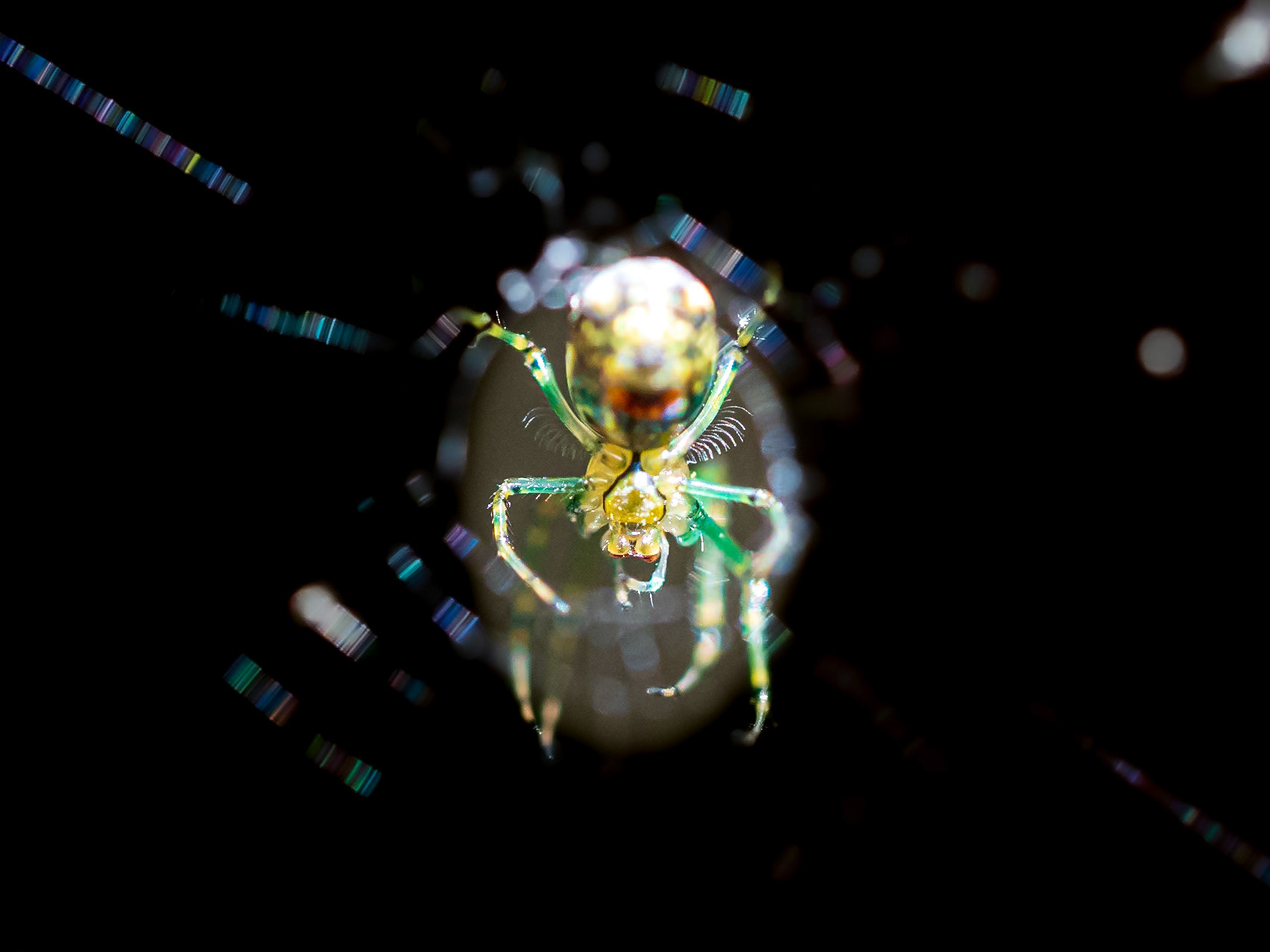 20530051 Tiny Spider 1