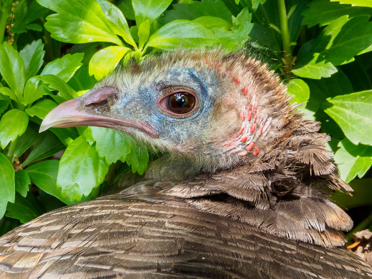 17602058 Looking Left