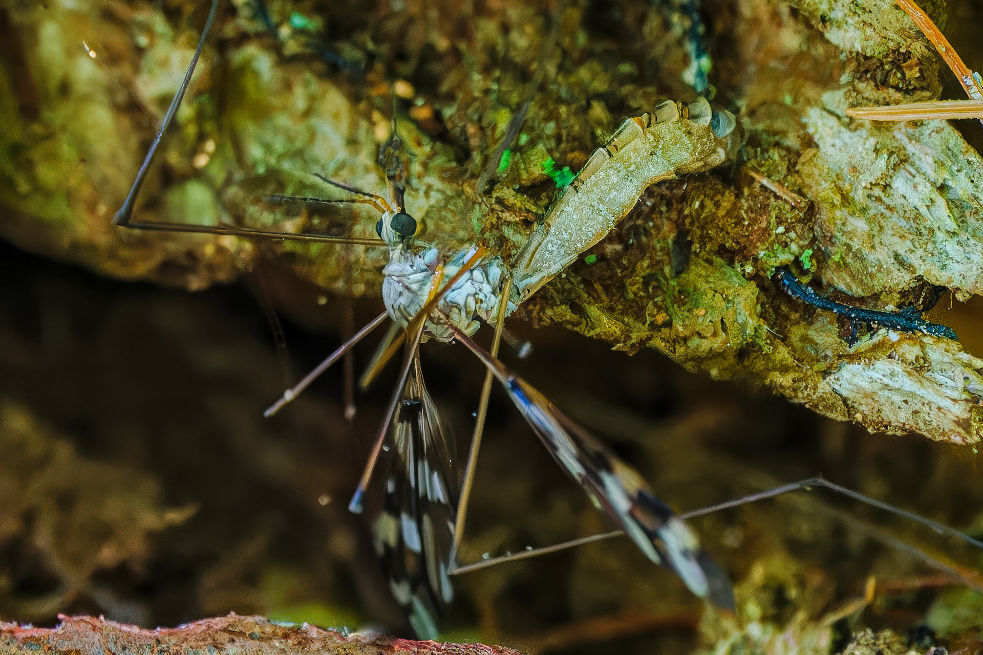 250513-343 Tipula trivittata