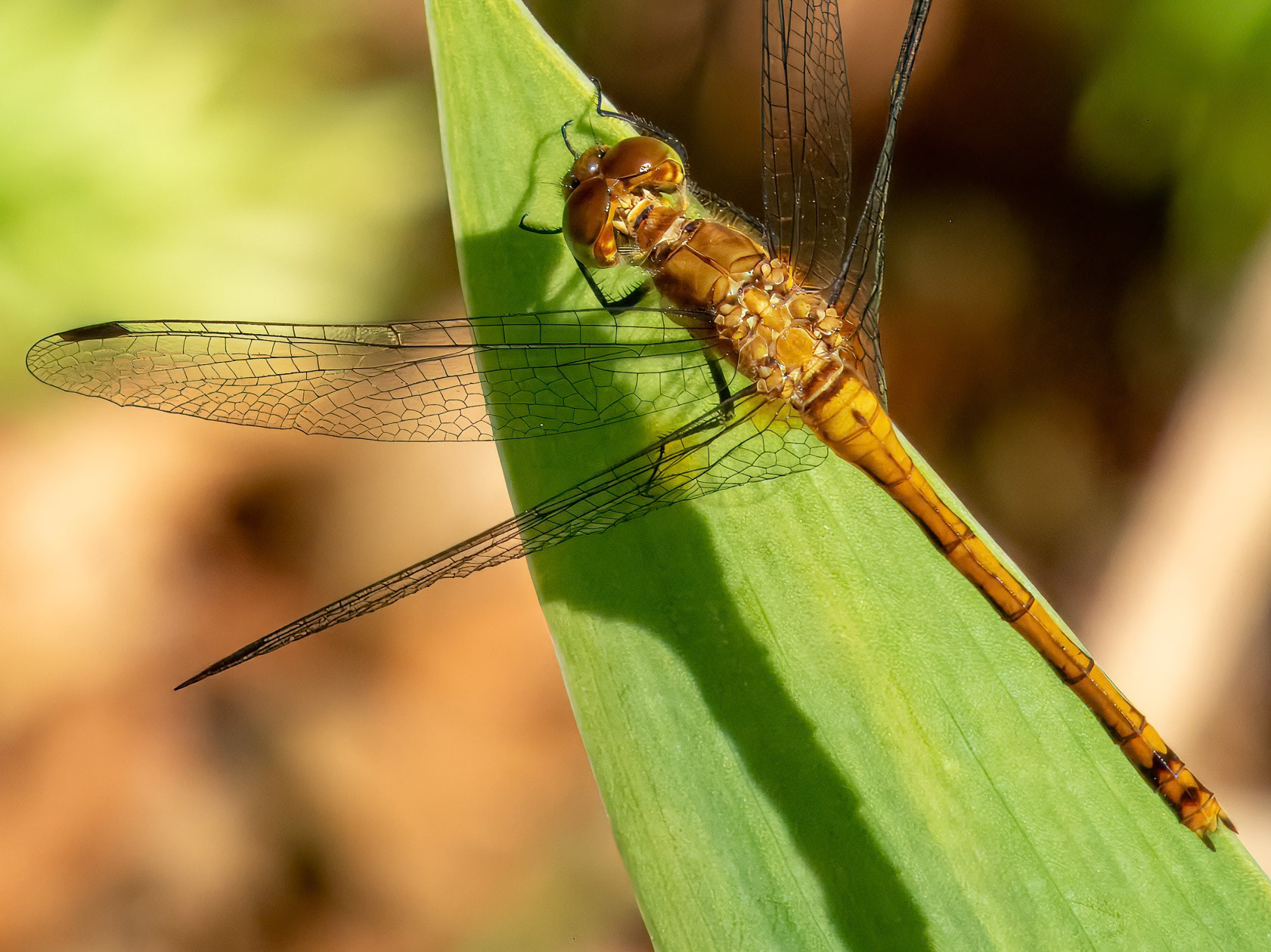 Orange Skimmer (Orthetrum testaceum)? ©dag