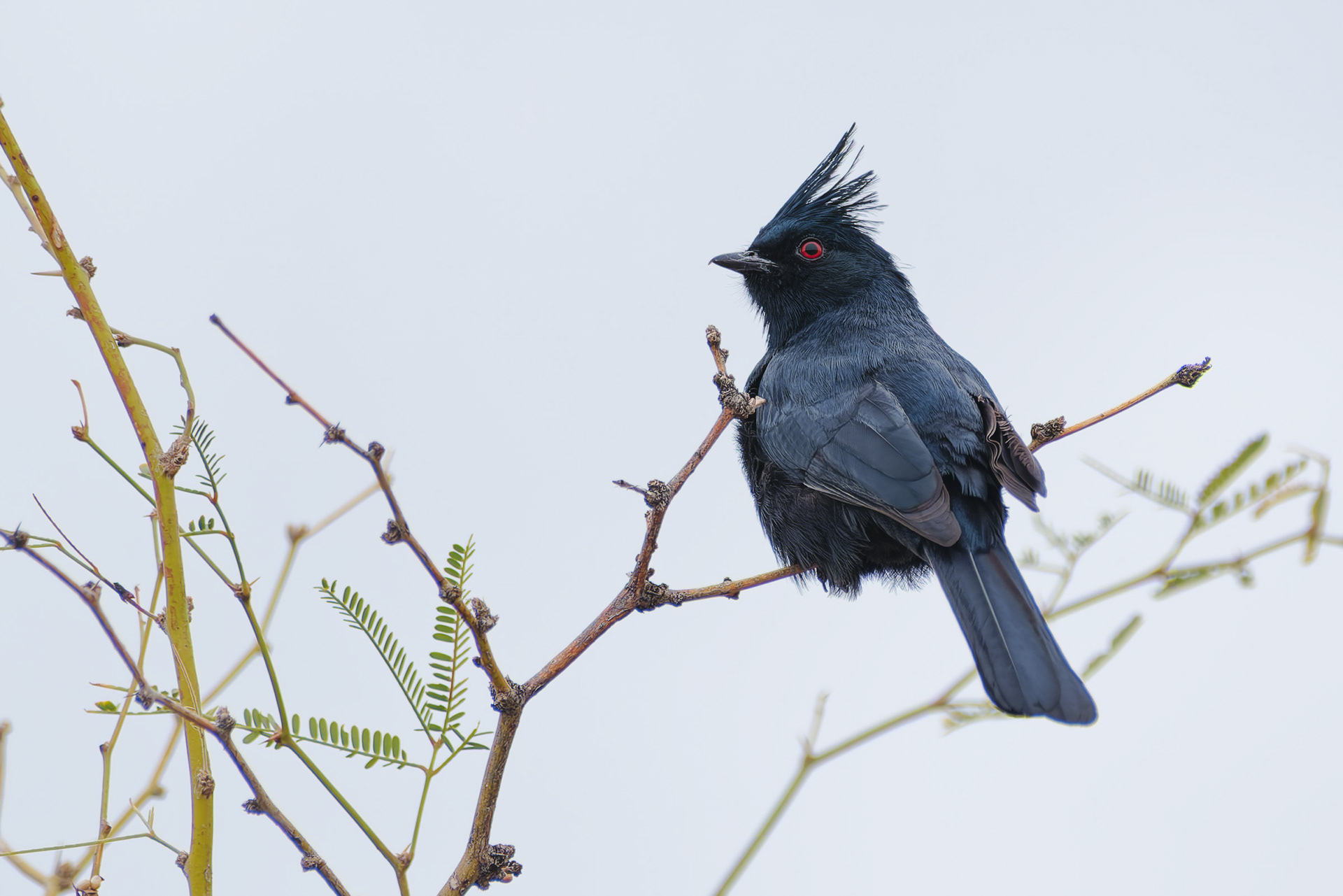 260216-848 Phainopepla (Phainopepla nitens)