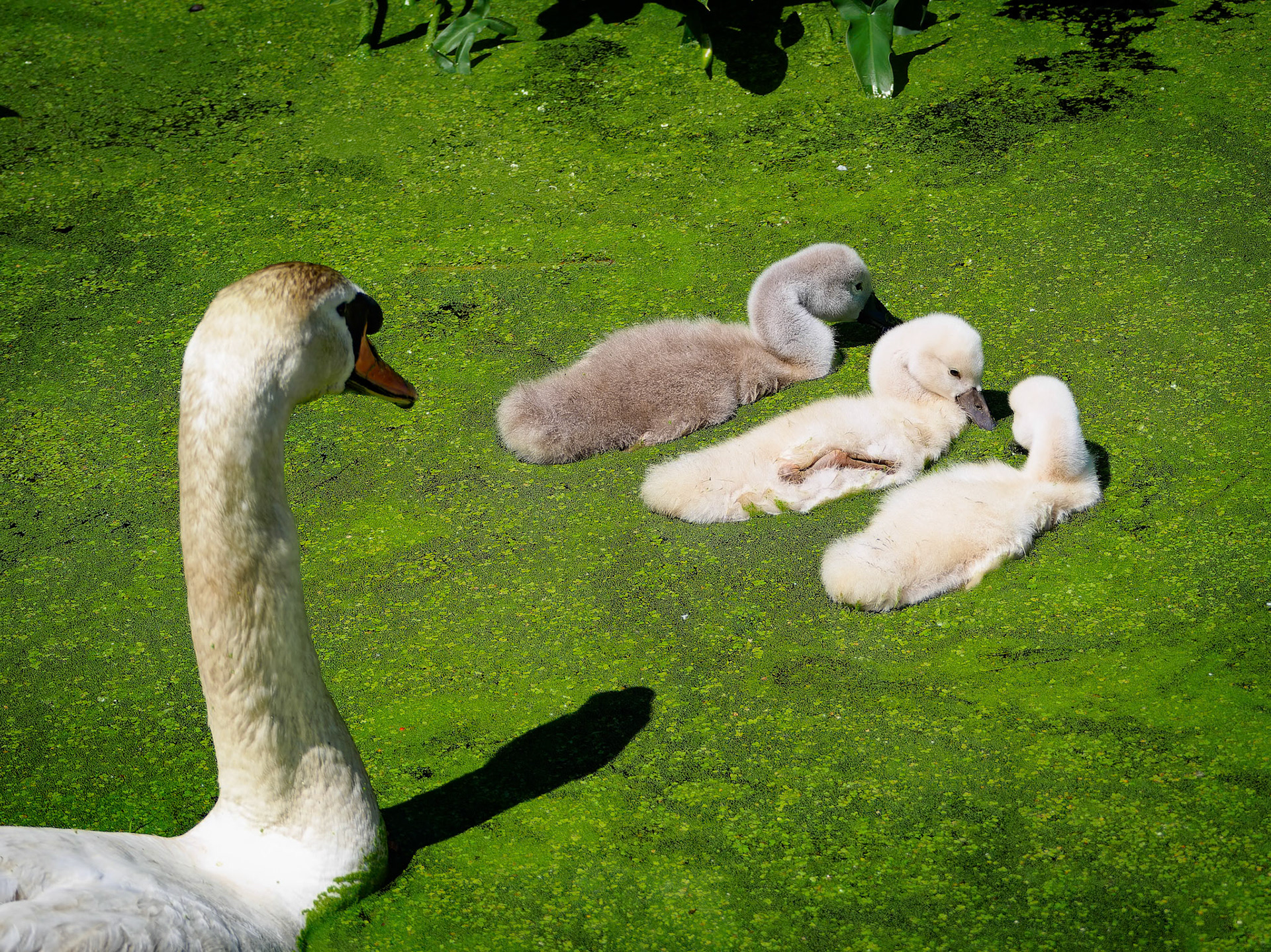 15617380 Caring Mom and Her Side-by-side Swan Children