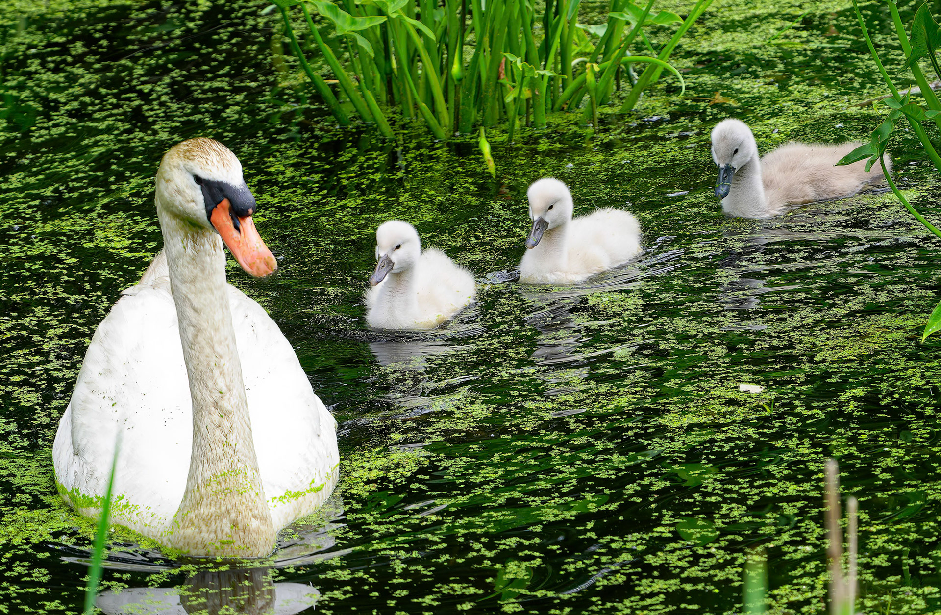 15617008 Family Outing