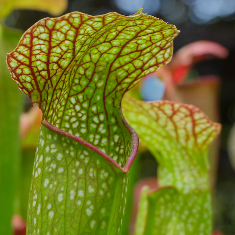 240906-503 North American Pitcher Plant (Genus Sarracenia)