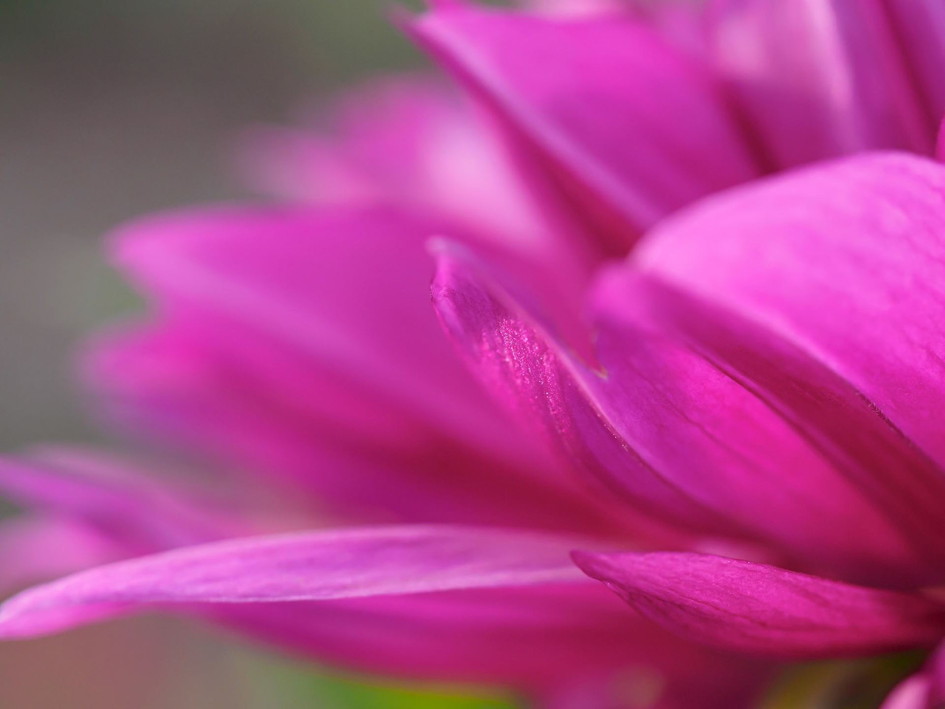 21820160 Dancing Joyous Petals 1