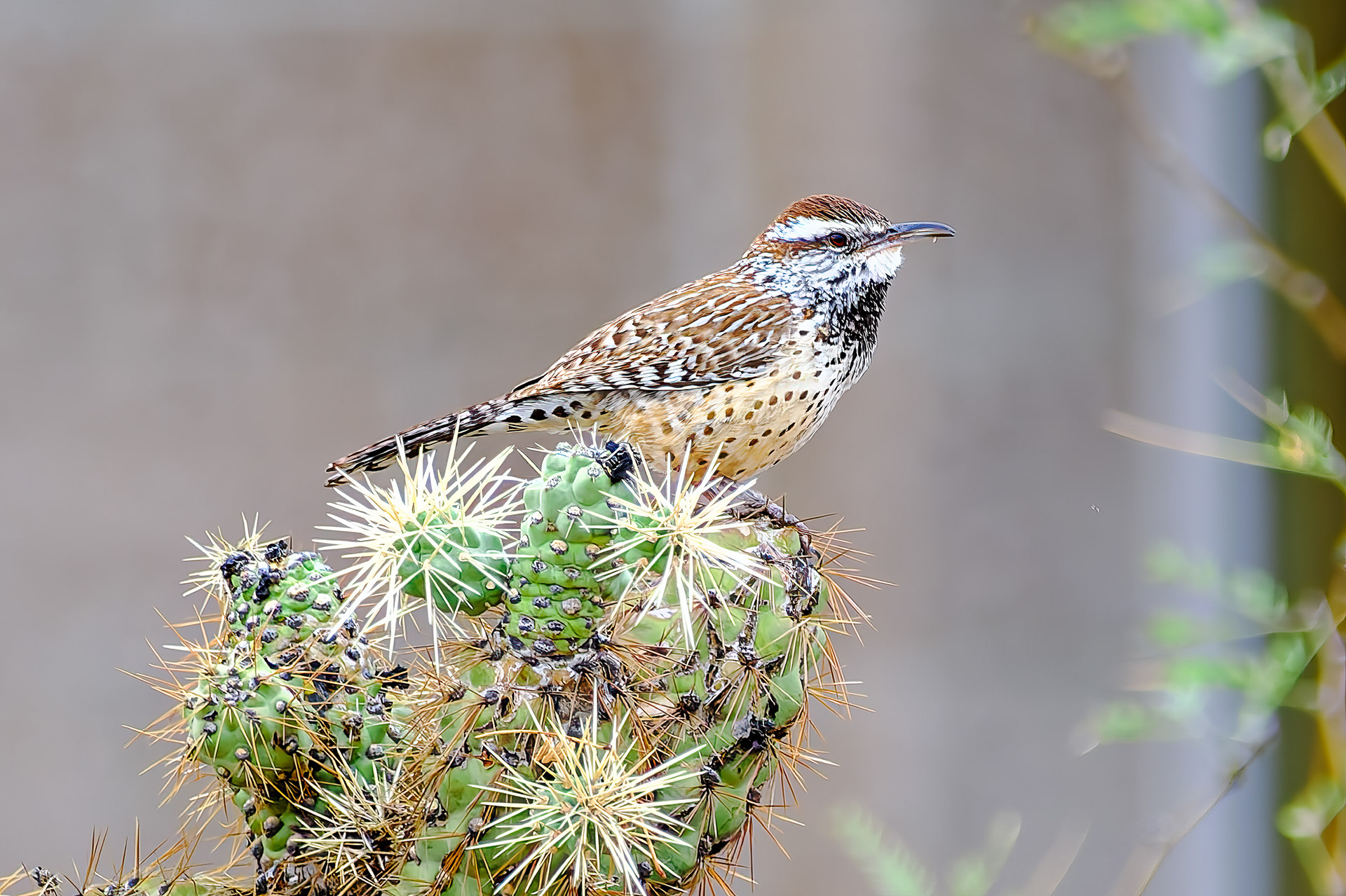 260216-752 Cactus Wren (Campylorhynchus brunneicapillus)