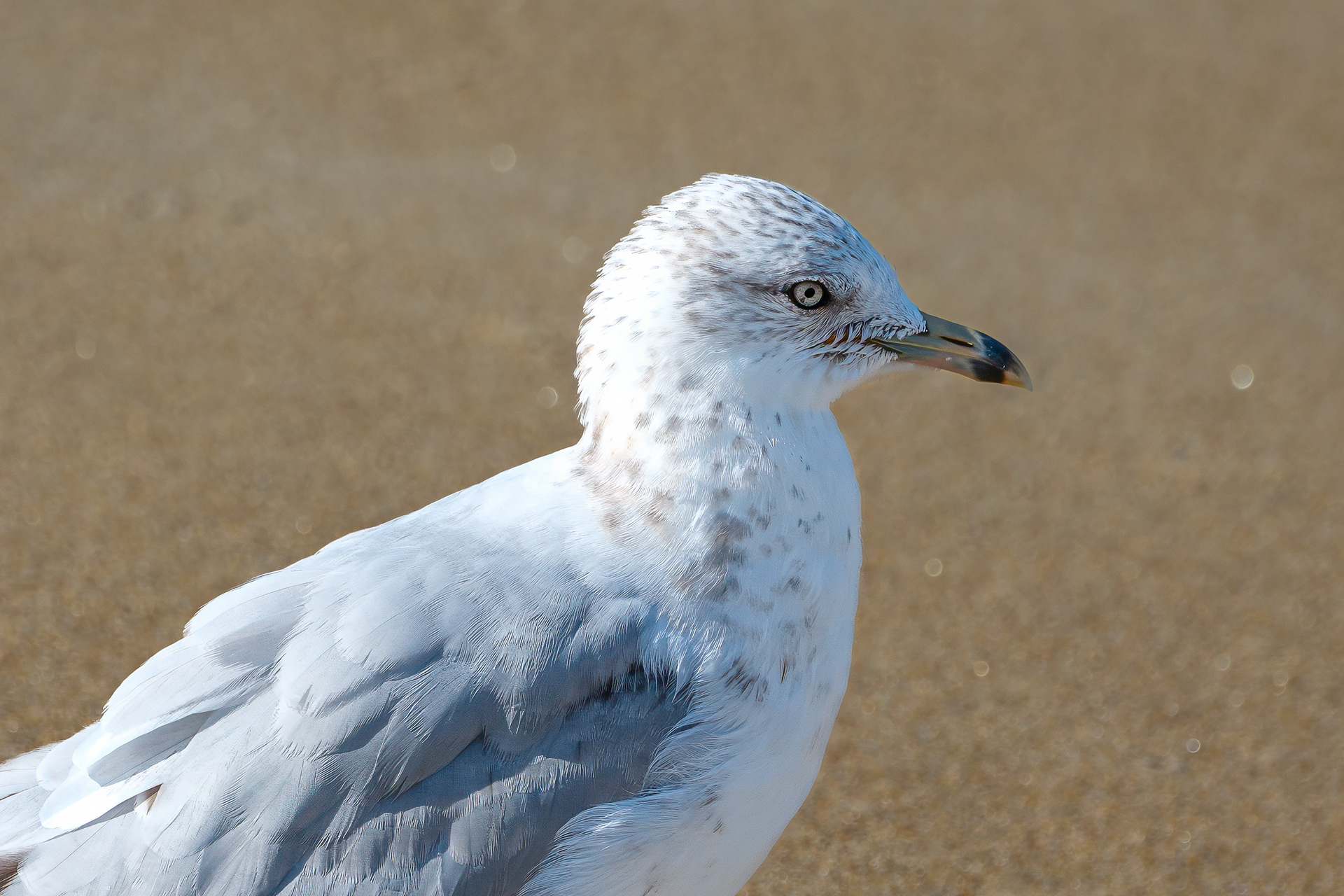 250909-764 Ring-billed Gull (Larus delawarensis)