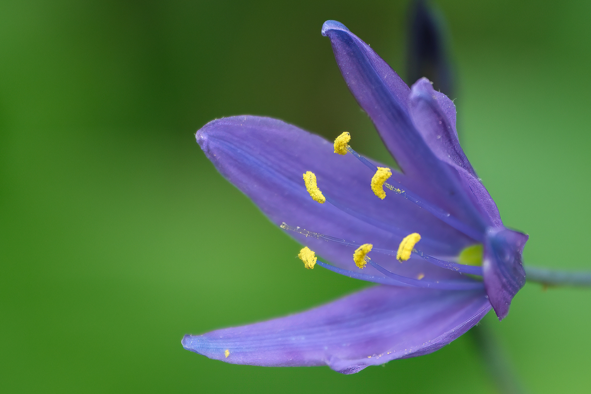 250518-430 Great Camas (Camassia leichtlini)