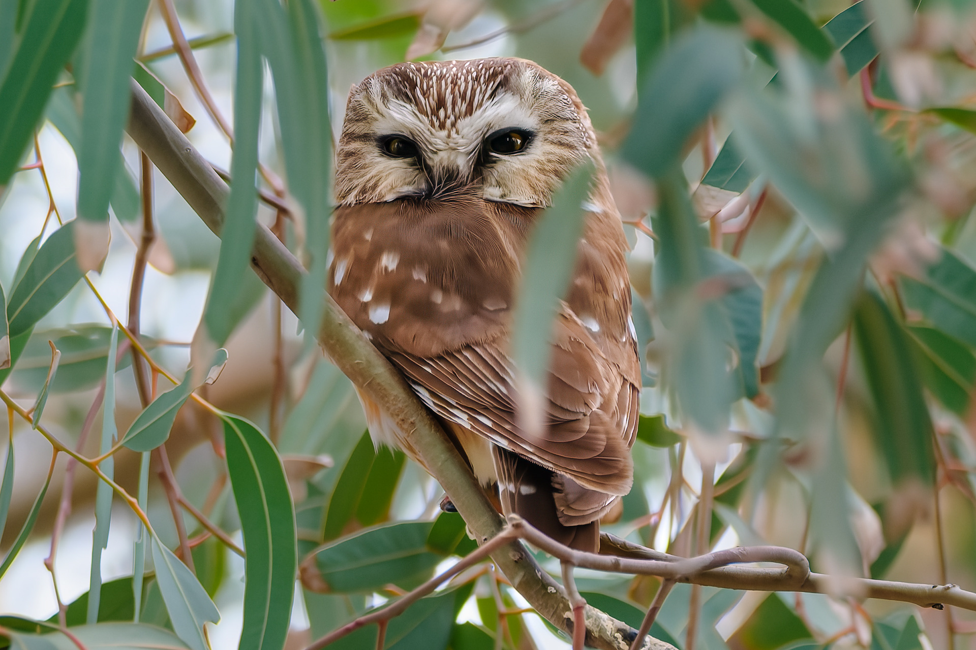 260216-776 Northern Saw-whet Owl (Aegolius acadicus)