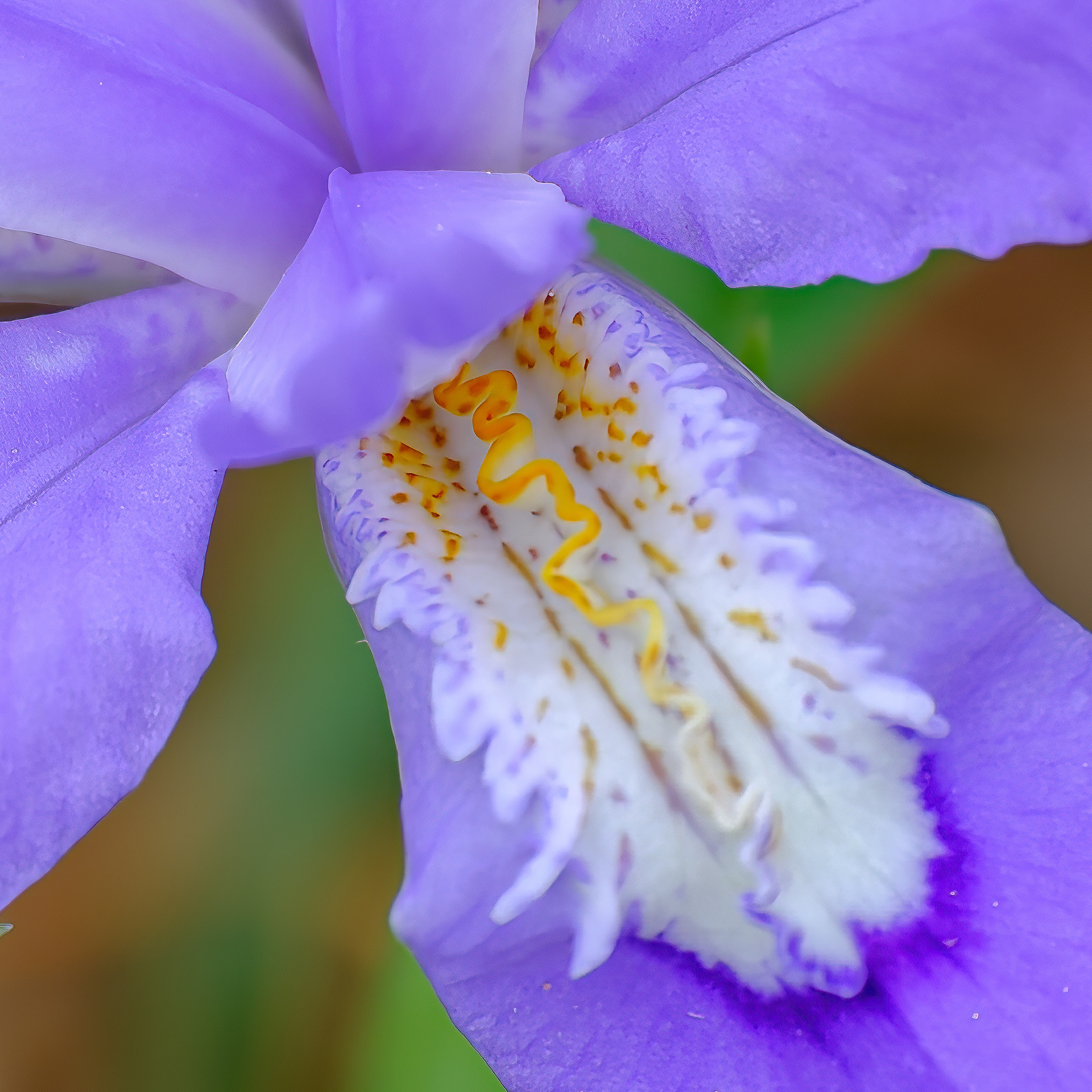 260506-386 Dwarf Crested Iris (Iris cristata)
