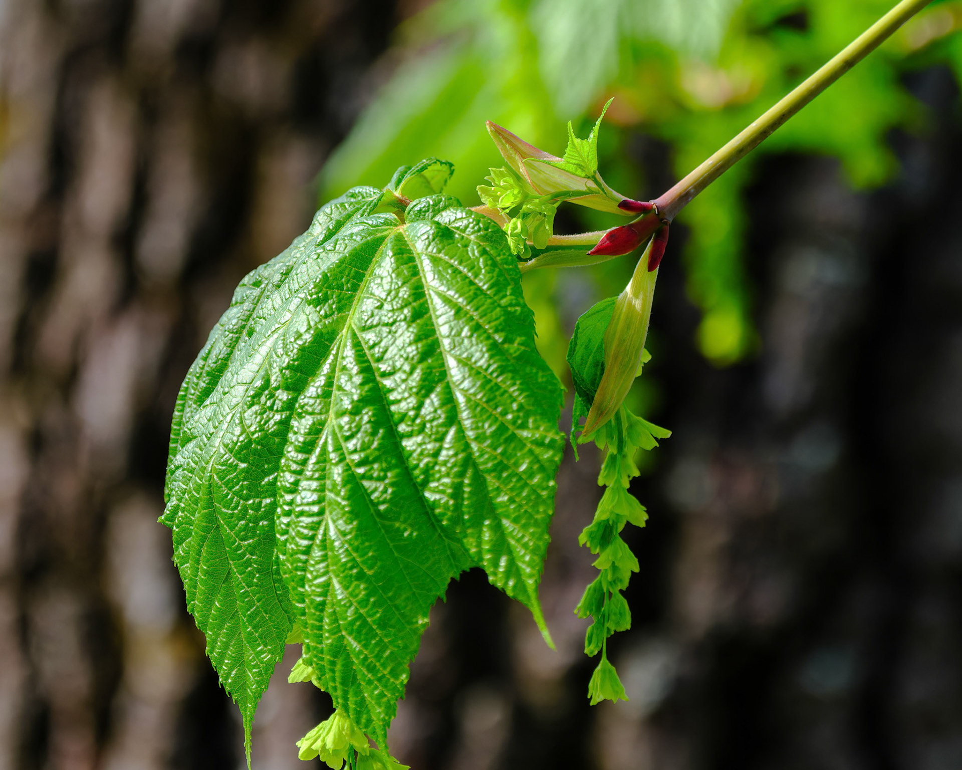 250429-876 Striped Maple (Acer pensylvanicum)