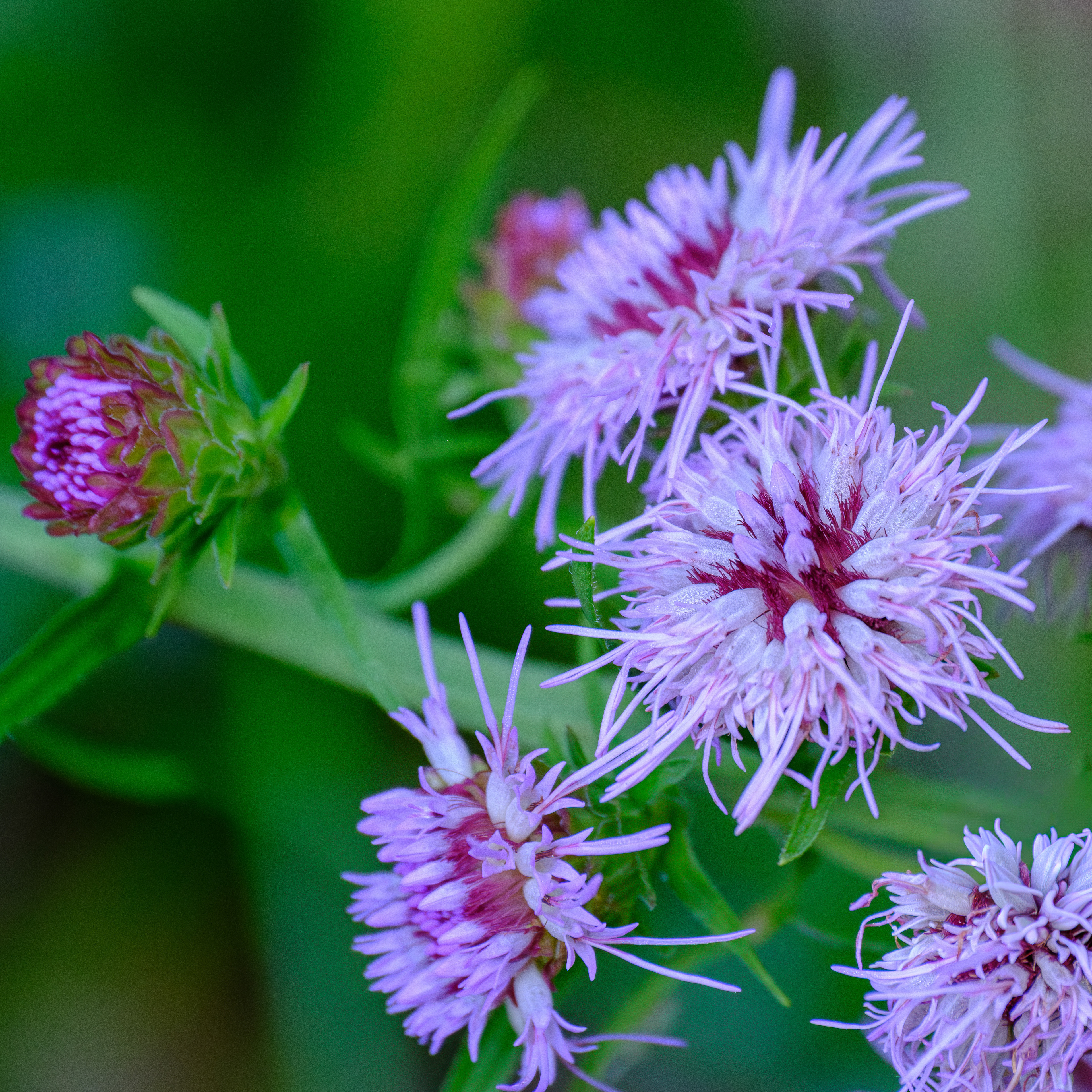 250826-682 New England Blazing Star (Liatris novae-angliae)