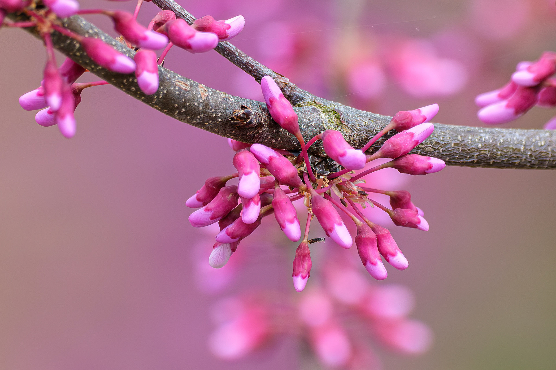 250425-744 Eastern Redbud (Cercis canadensis)