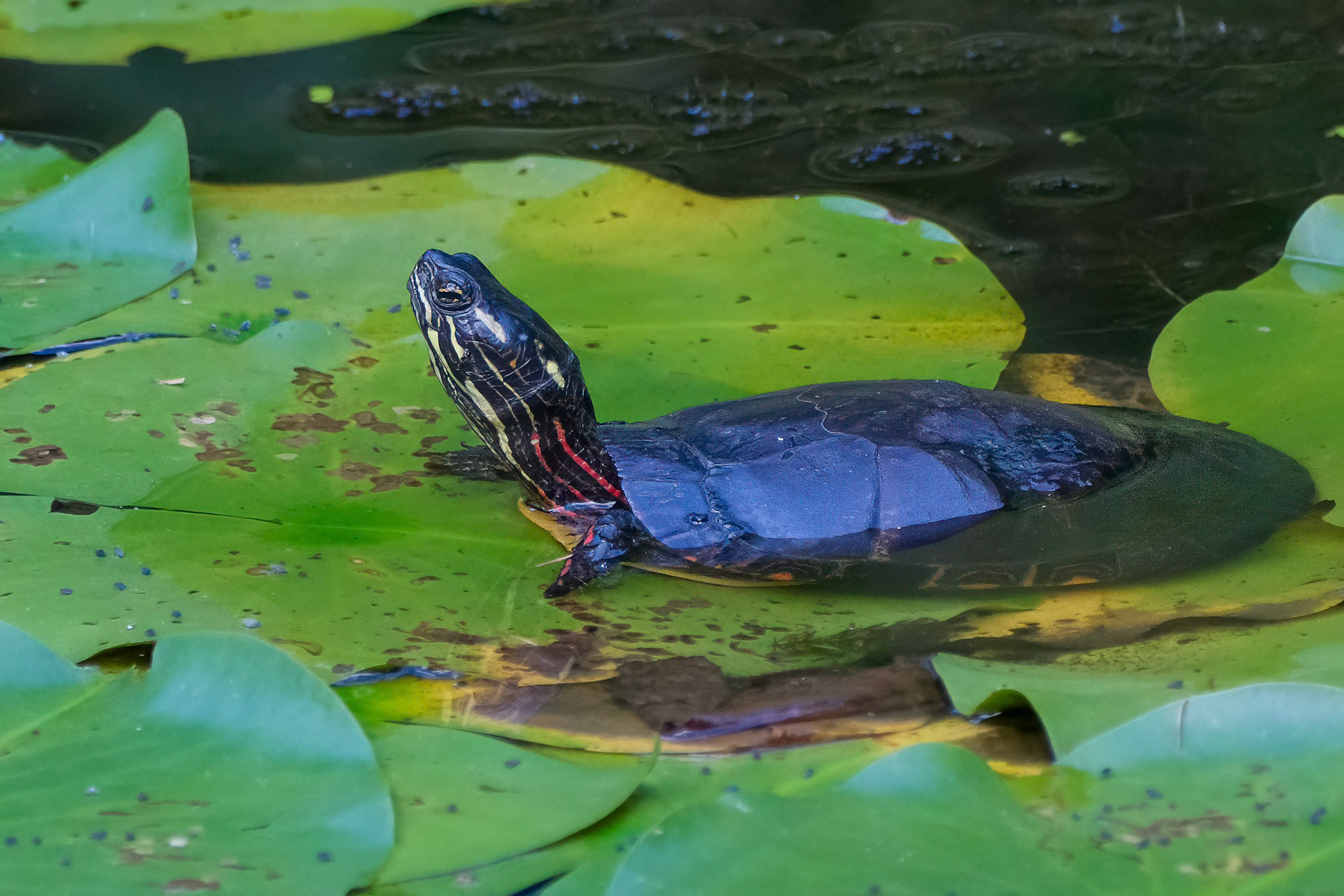 240924-922 Painted Turtle