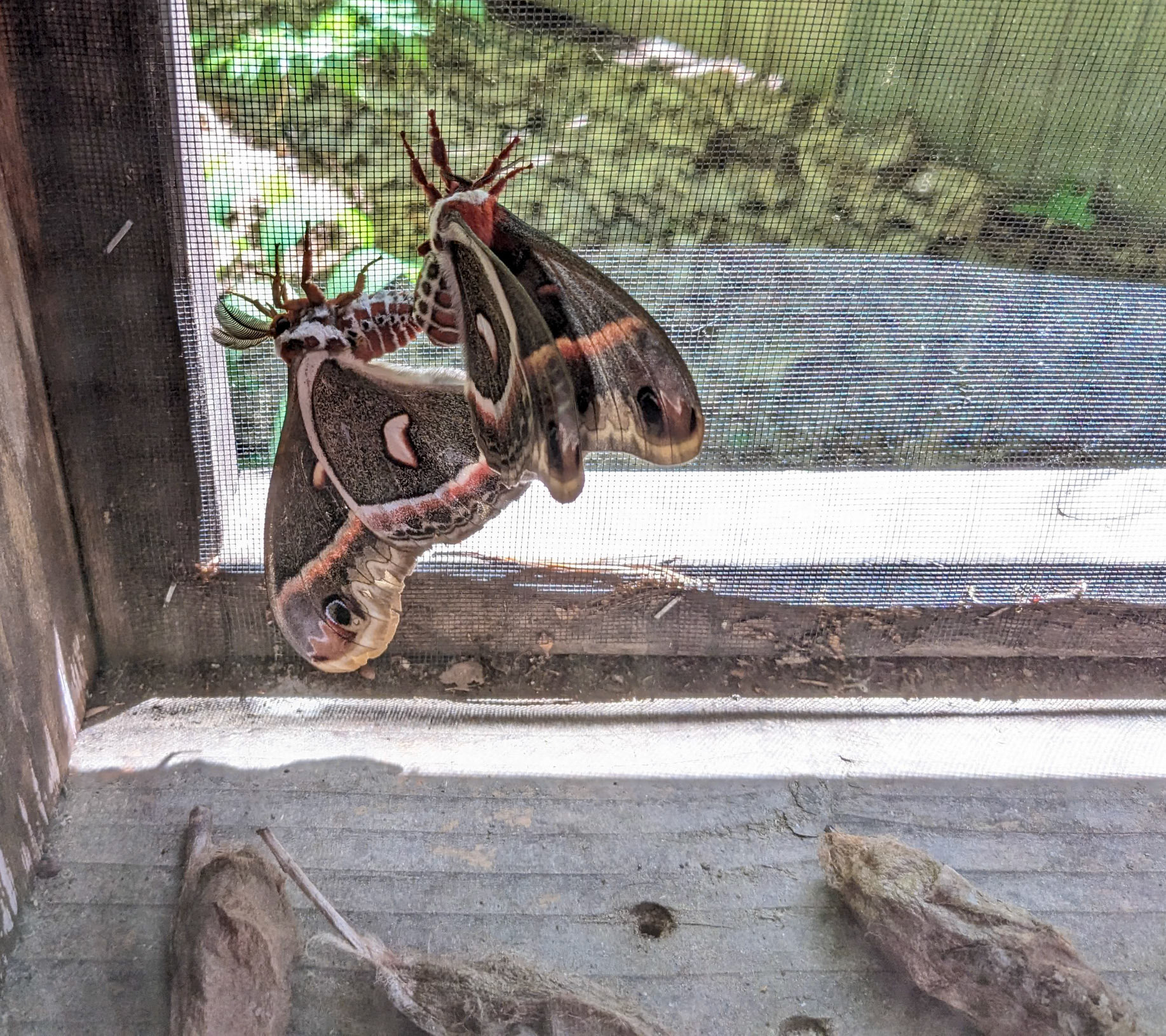 24531-926 Cecropia Silkmoths