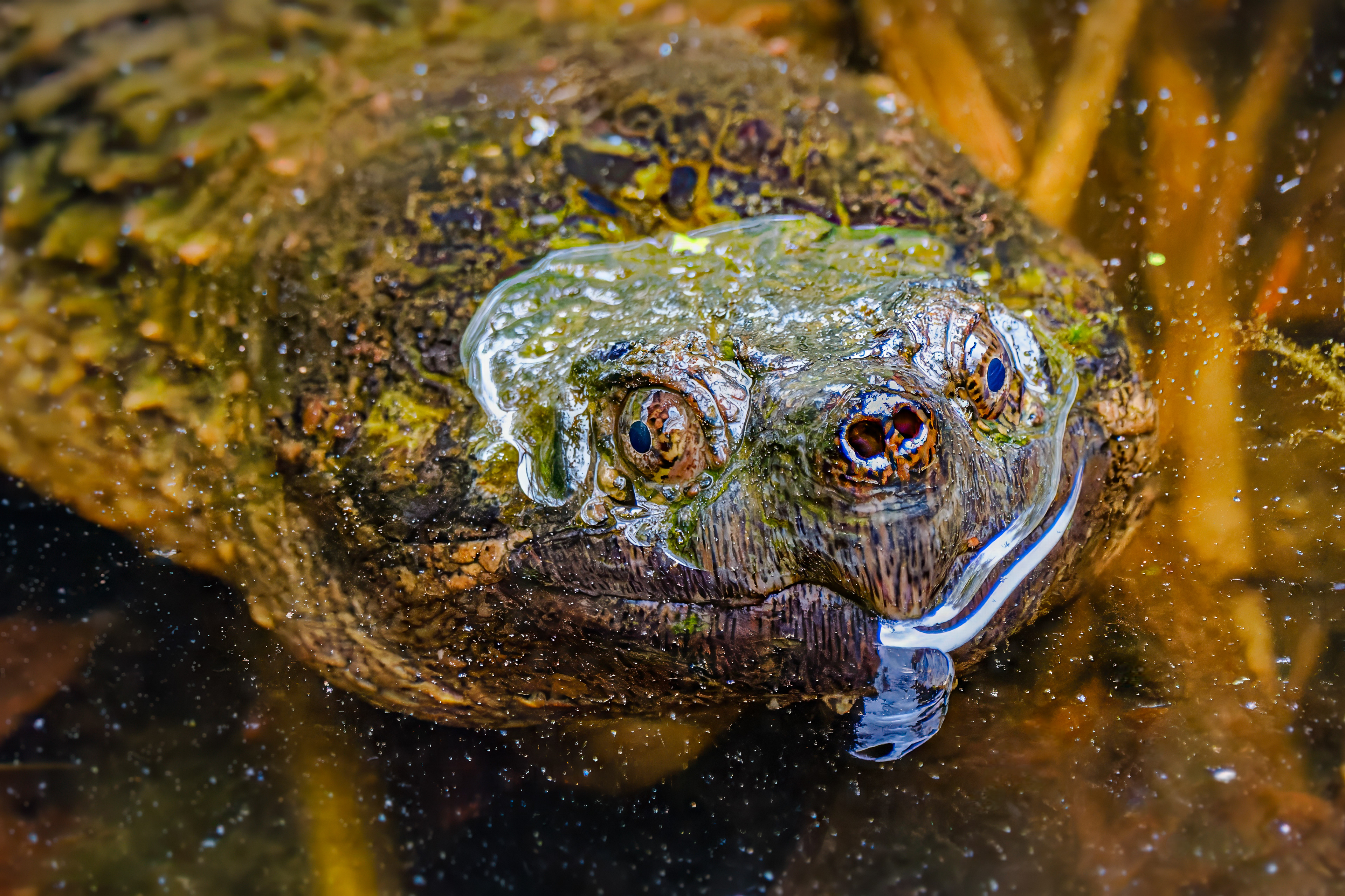 250504-180 Common Snapping Turtle (Chelydra serpentina)