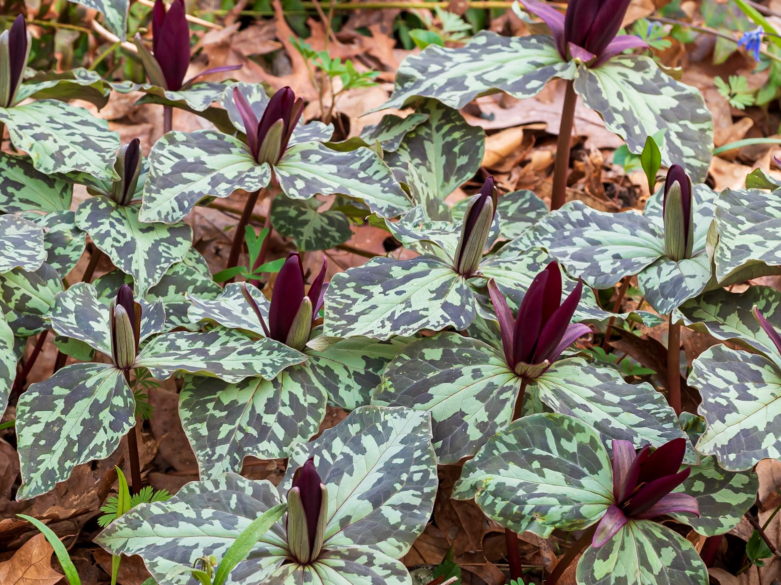 24417-050 Whoopoorwill Patch