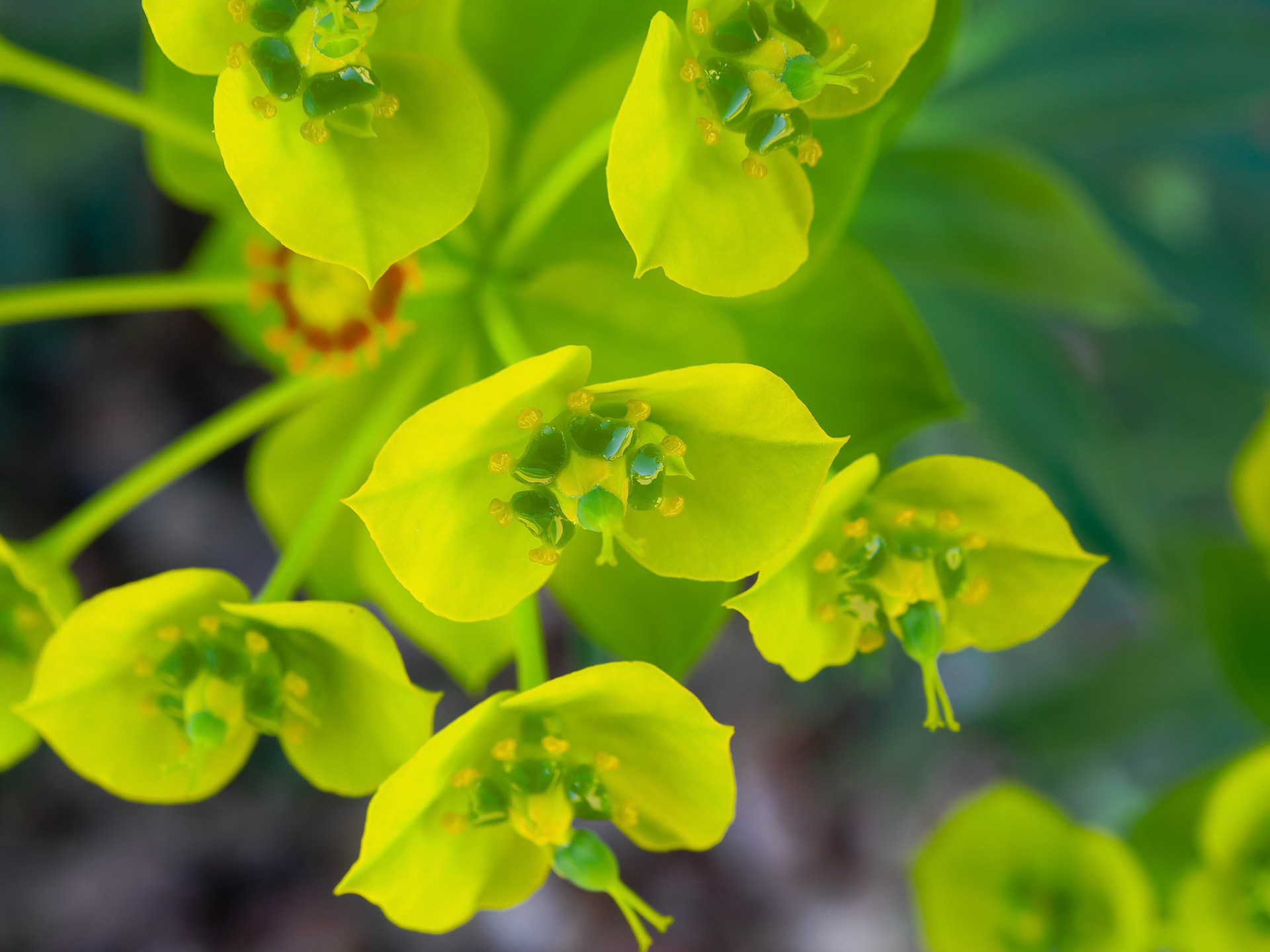 24312003 Euphorbia