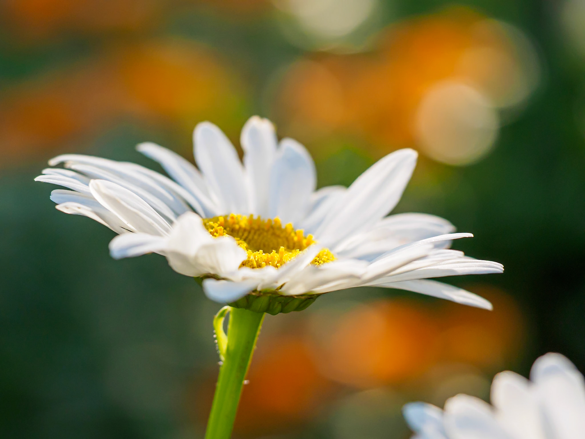 21704070 Daisy in the Light 1