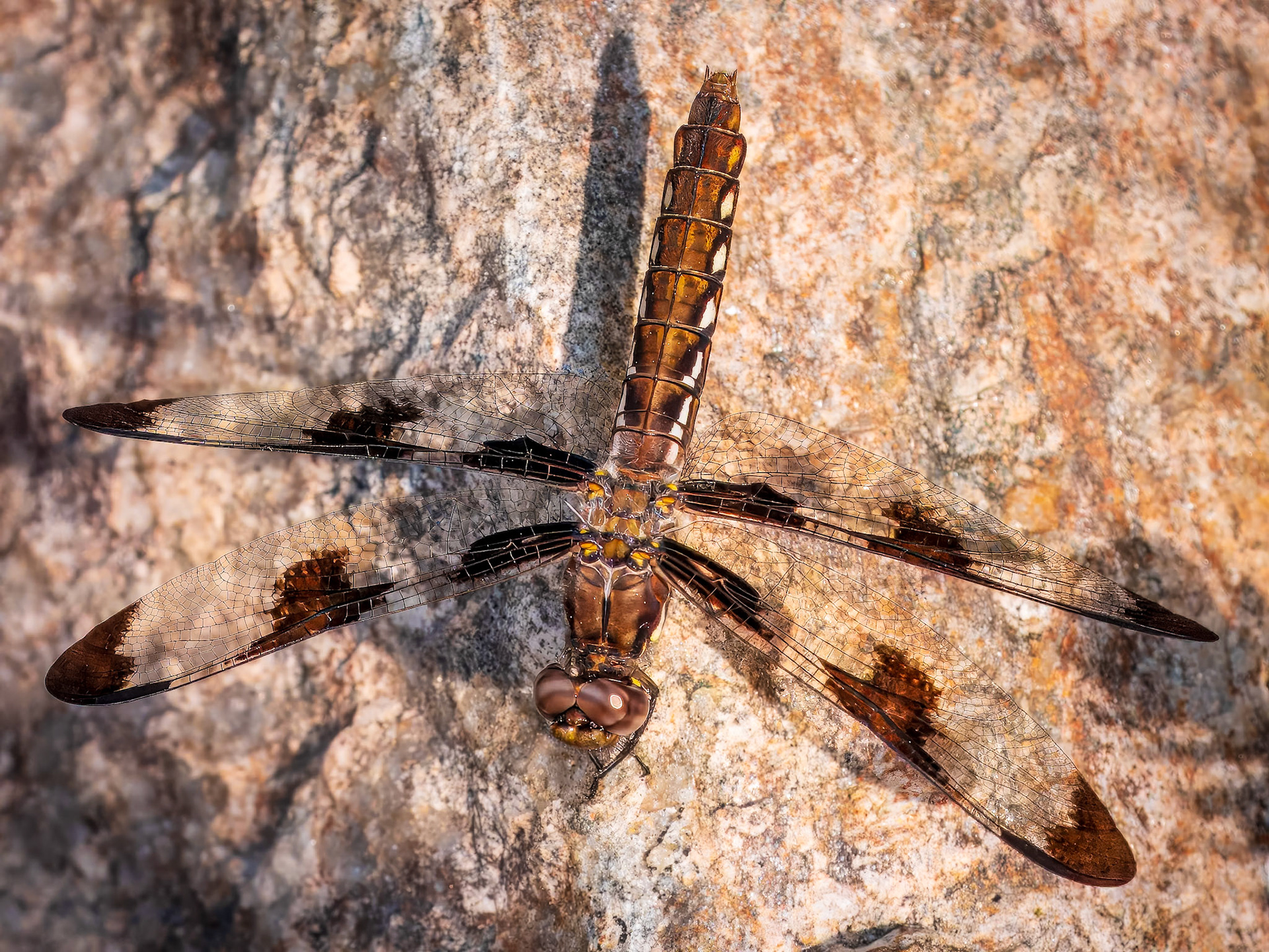 15611271 Attempting Camouflage