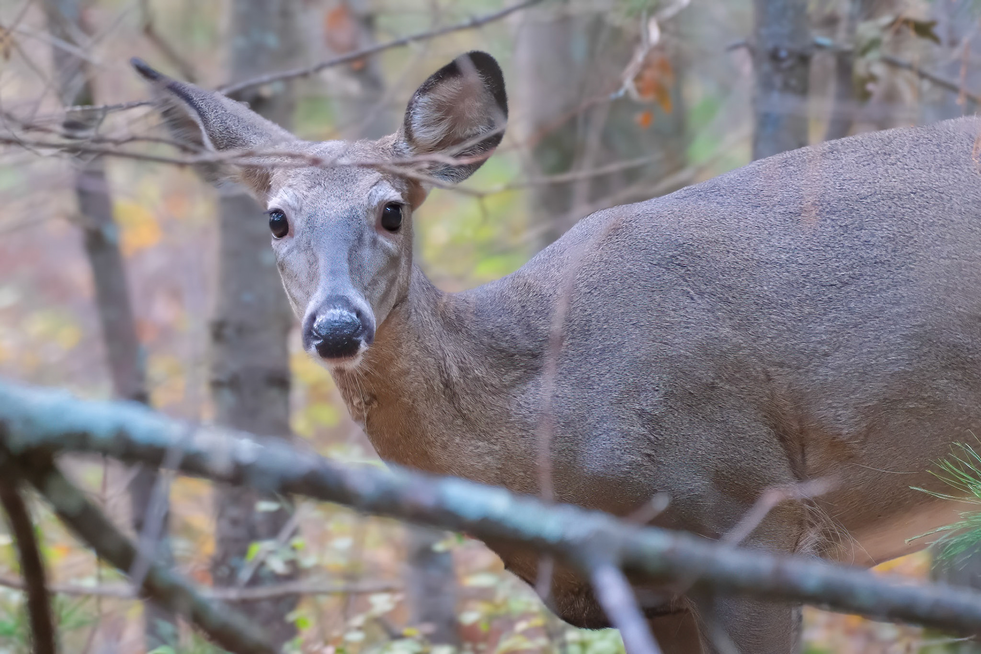 241001-081 White-tailed Deer