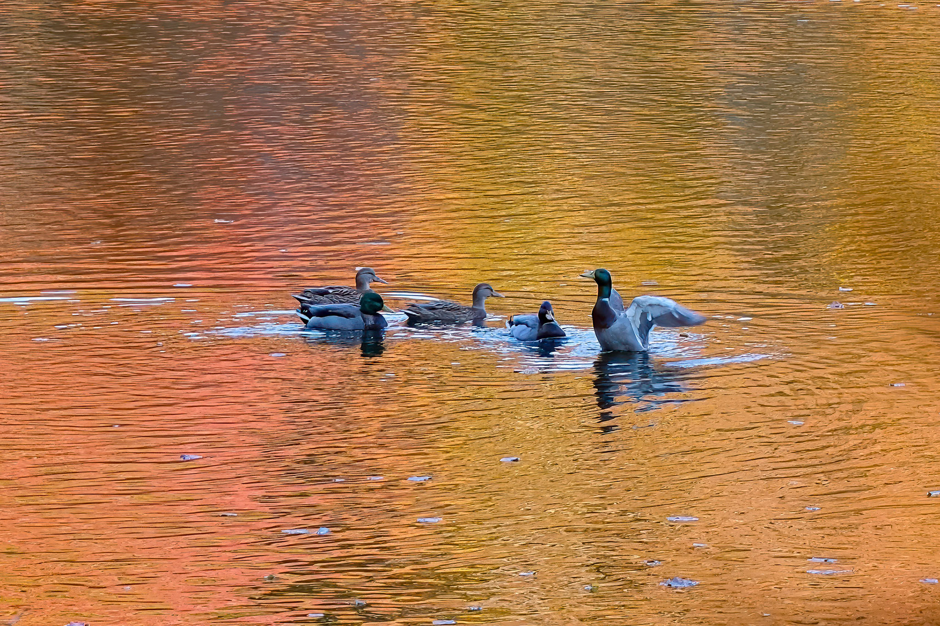 241022-322 Mallard Party