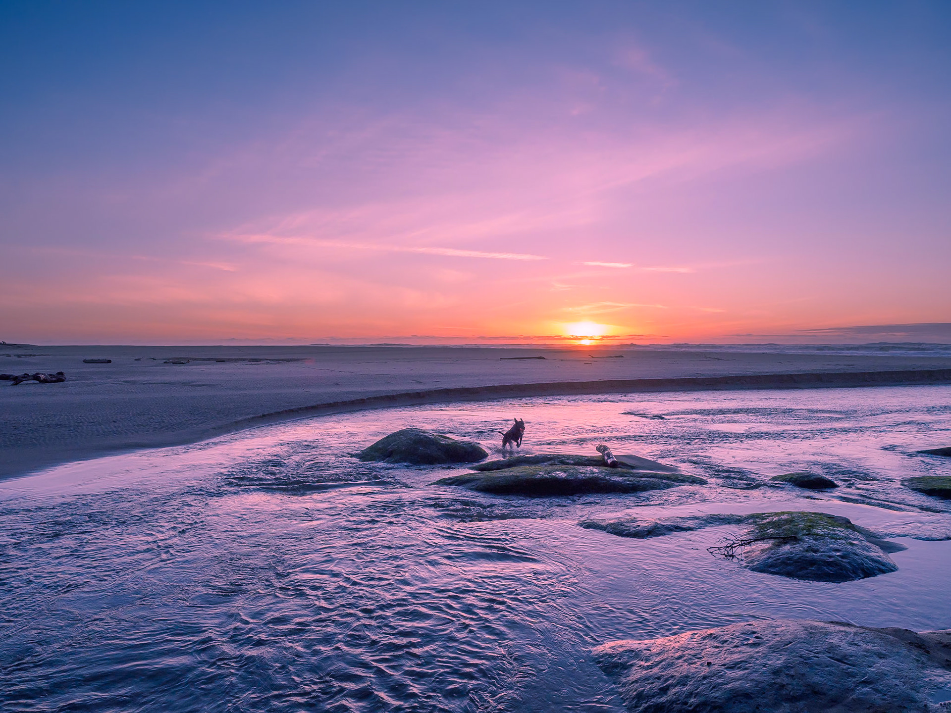 18126355 Sunset Loving Dog