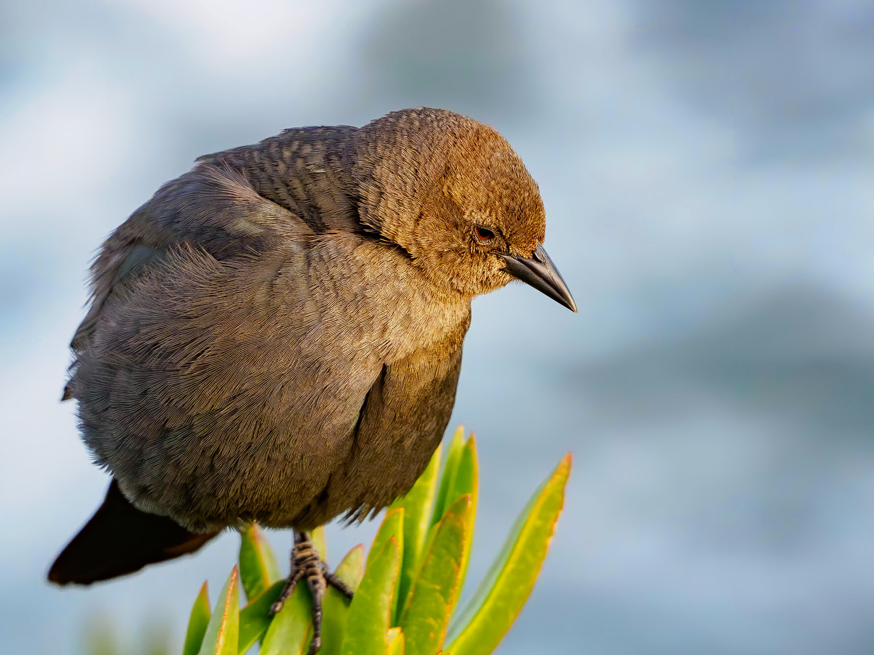 18126271 Lost in Thought