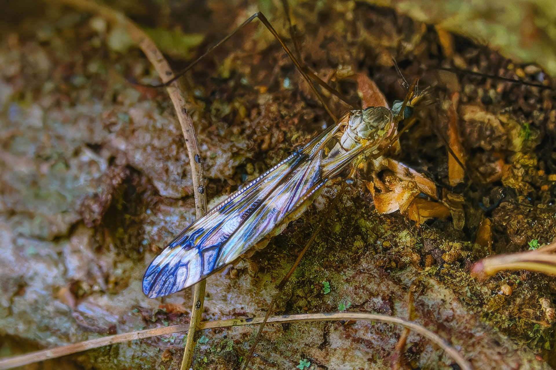 250513-337 Tipula trivittata
