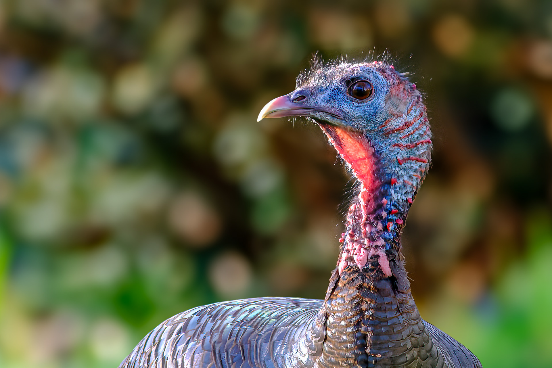 260417-011 Wild Turkey (Meleagris gallopavo)