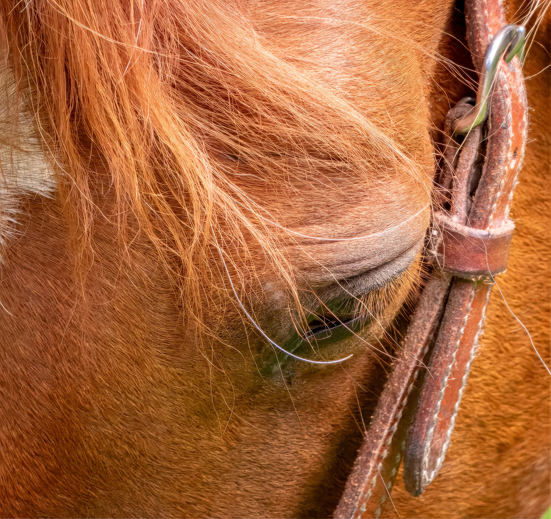 15620087 Less than Half a Horse Head