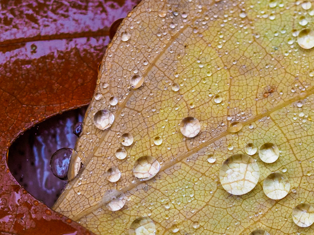 16B12051 Drop Pattern 3