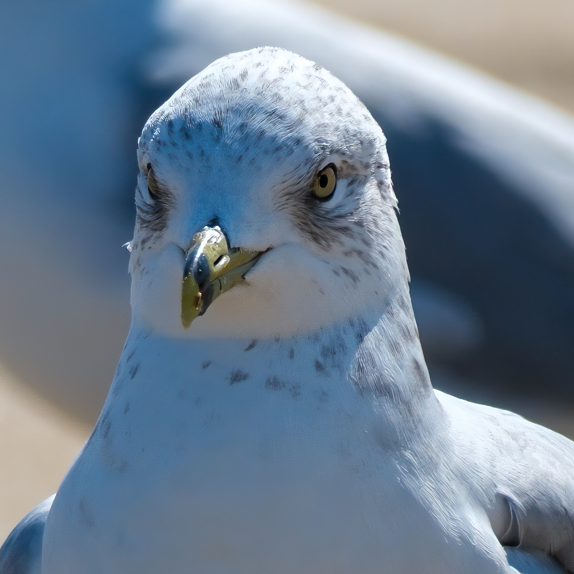 250909-755 Ring-billed Gull (Larus delawarensis)