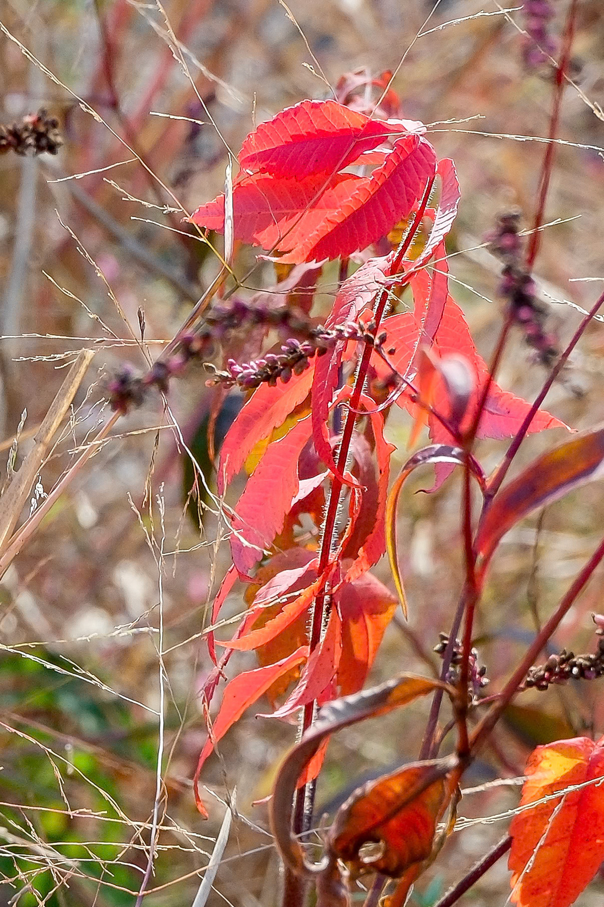 241023-374 Sumac (Genus Rhus)