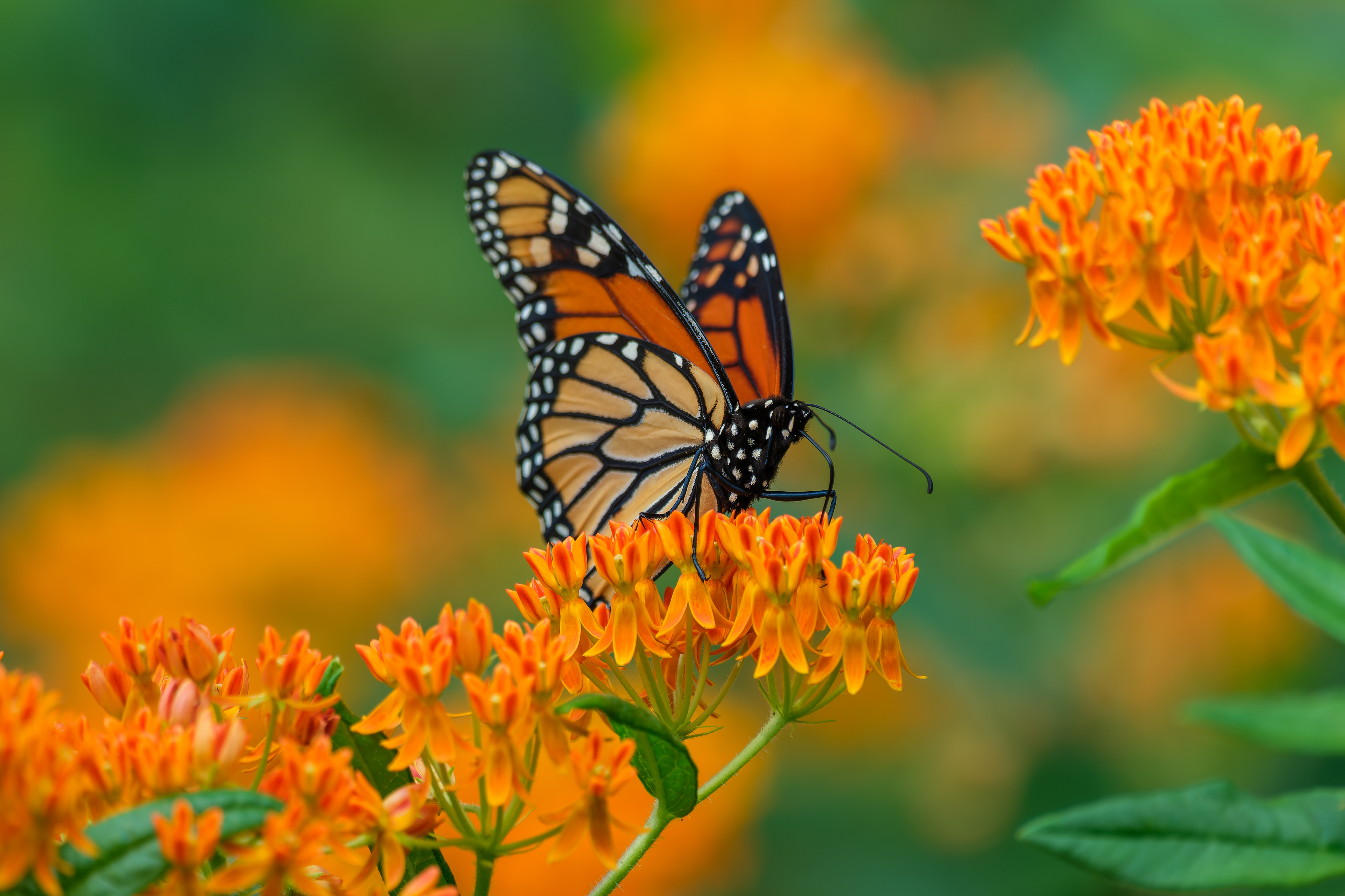 260705-739 Monarch (Danaus plexippus)