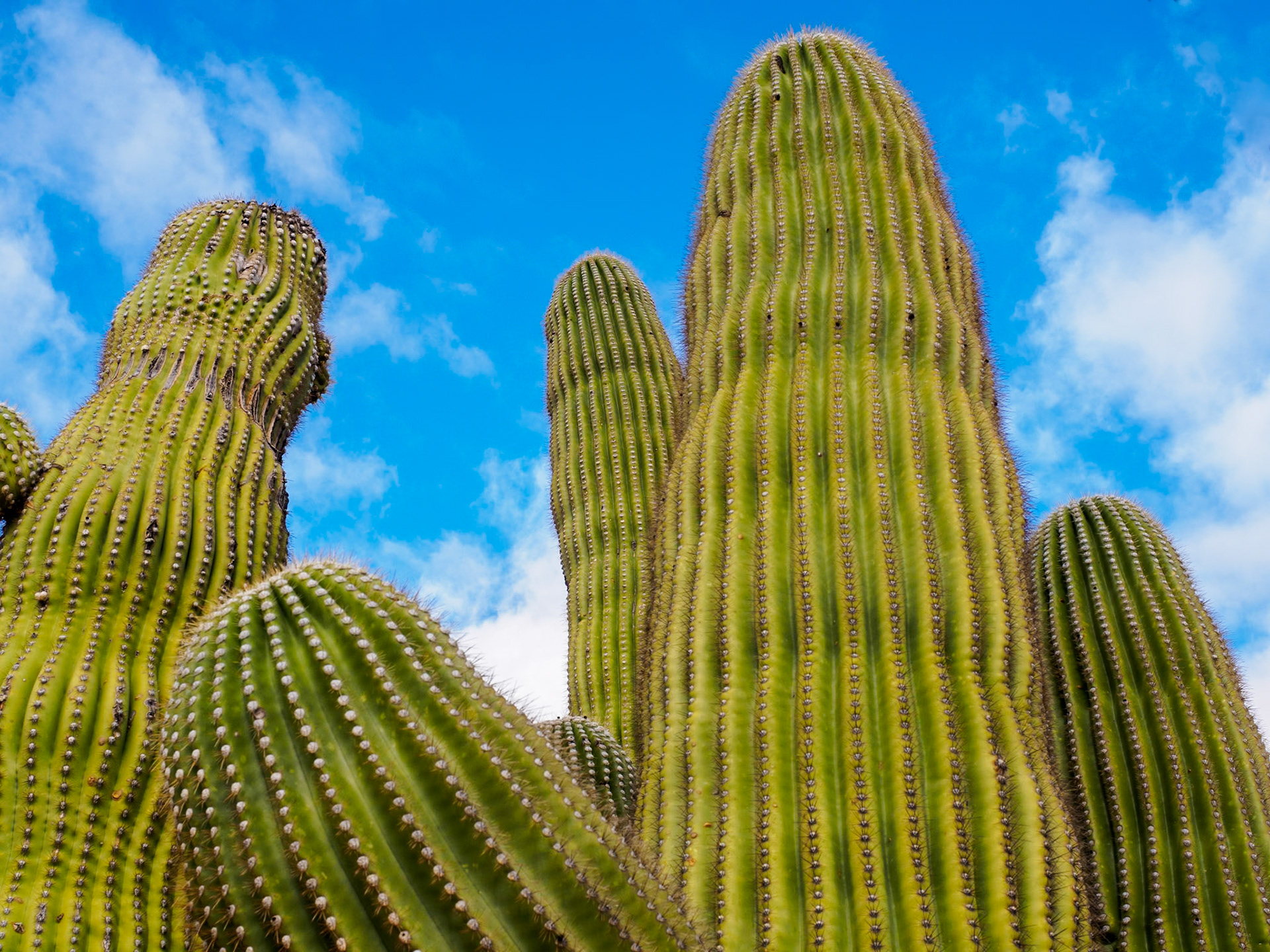 16C24014 Towering Saguaro