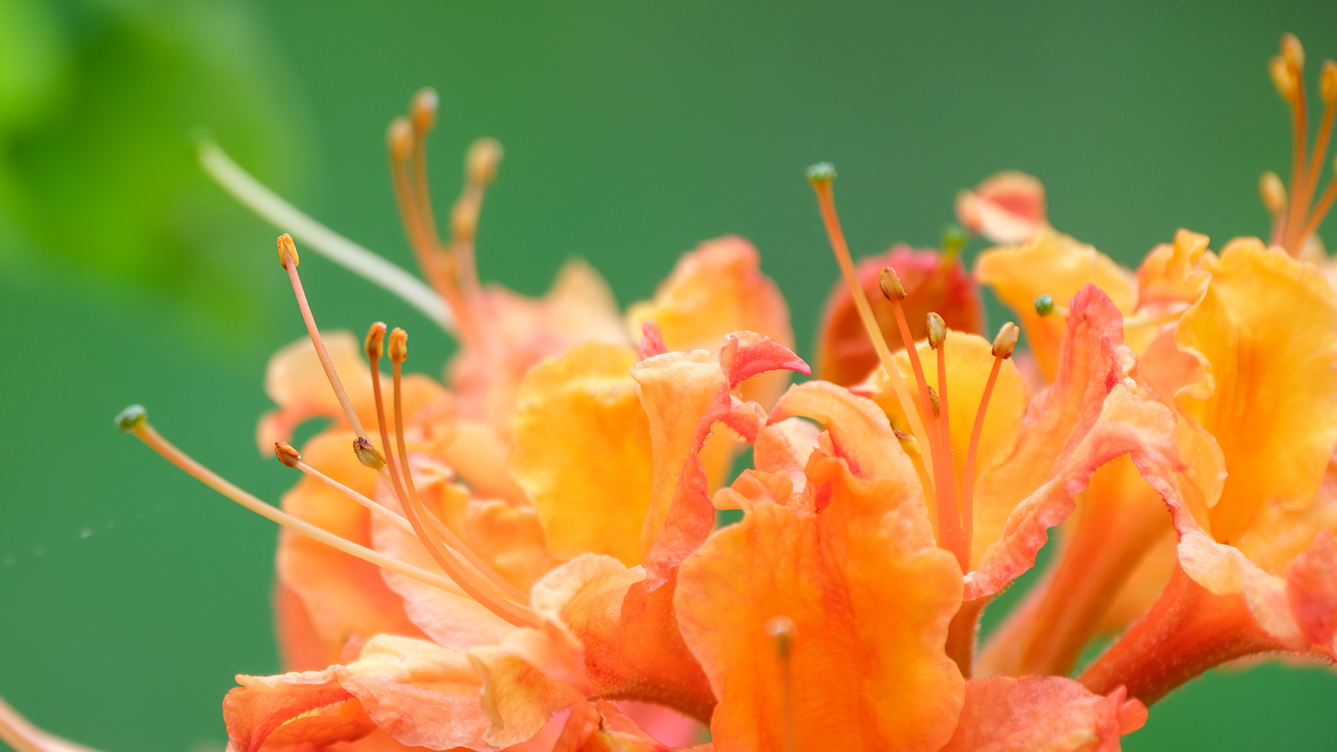 250518-475 Flame Azalea (Rhododendron calendulaceum)