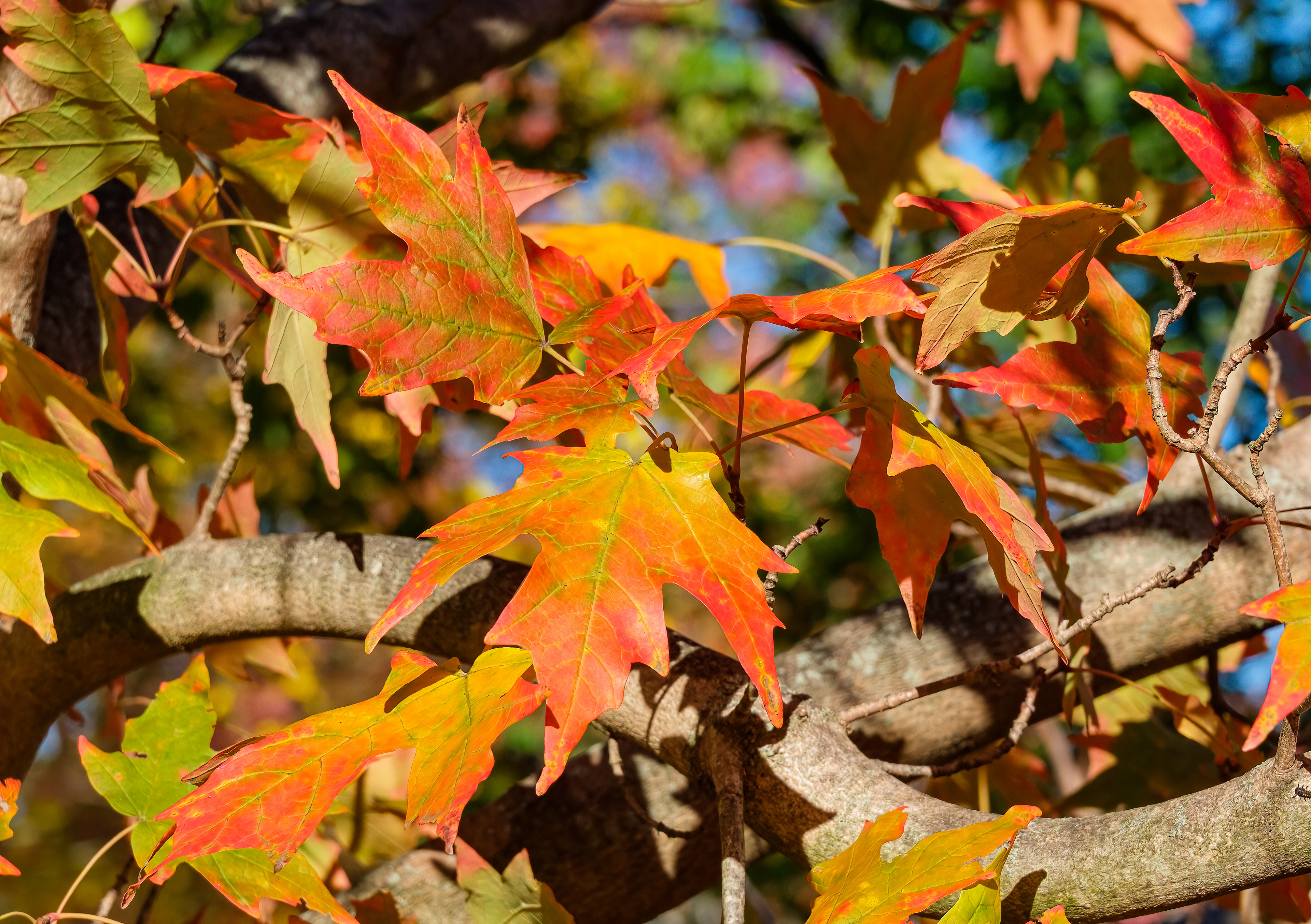 251101-294 Sugar Maple (Acer saccharum)