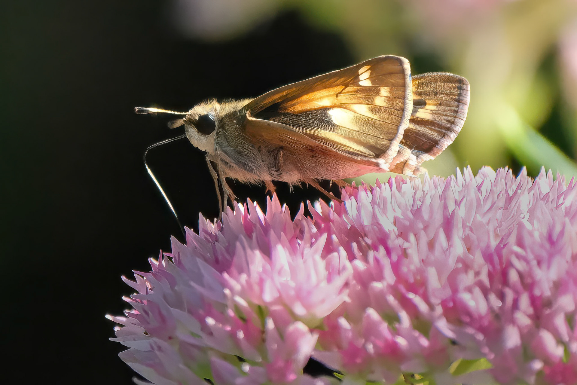 240911-666 Huron Sachem (Atalopedes huron)