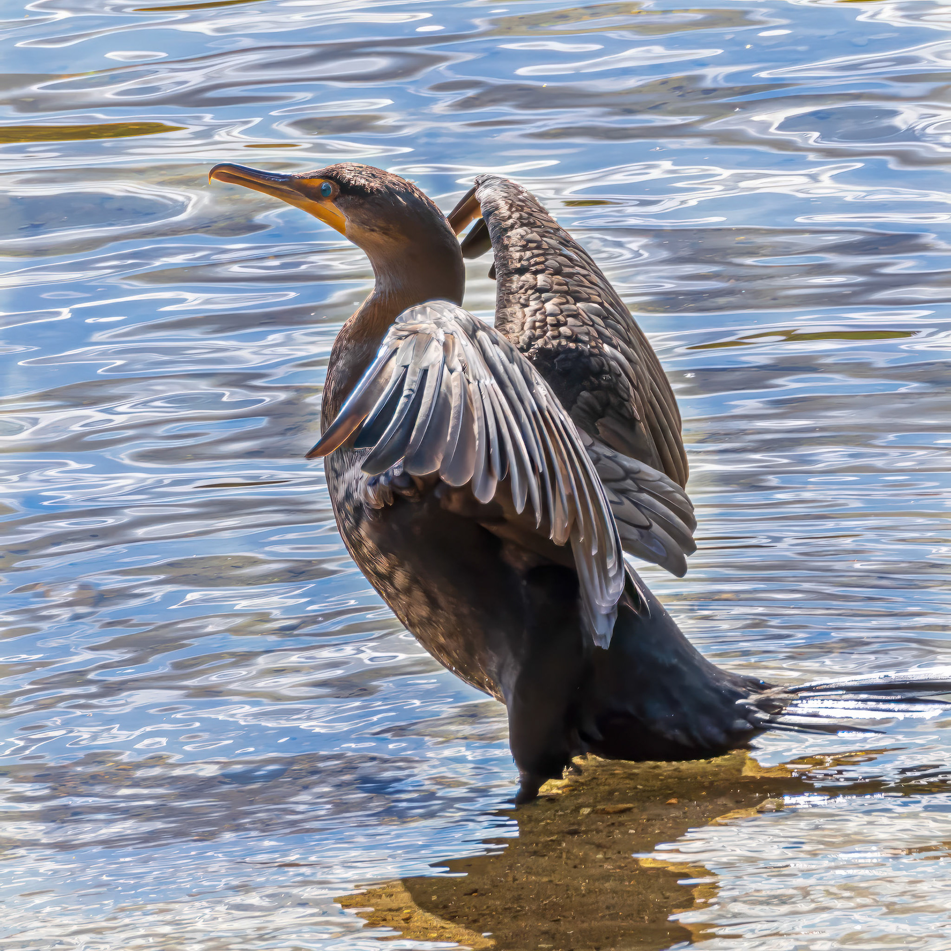 19A13020 Drying Wings