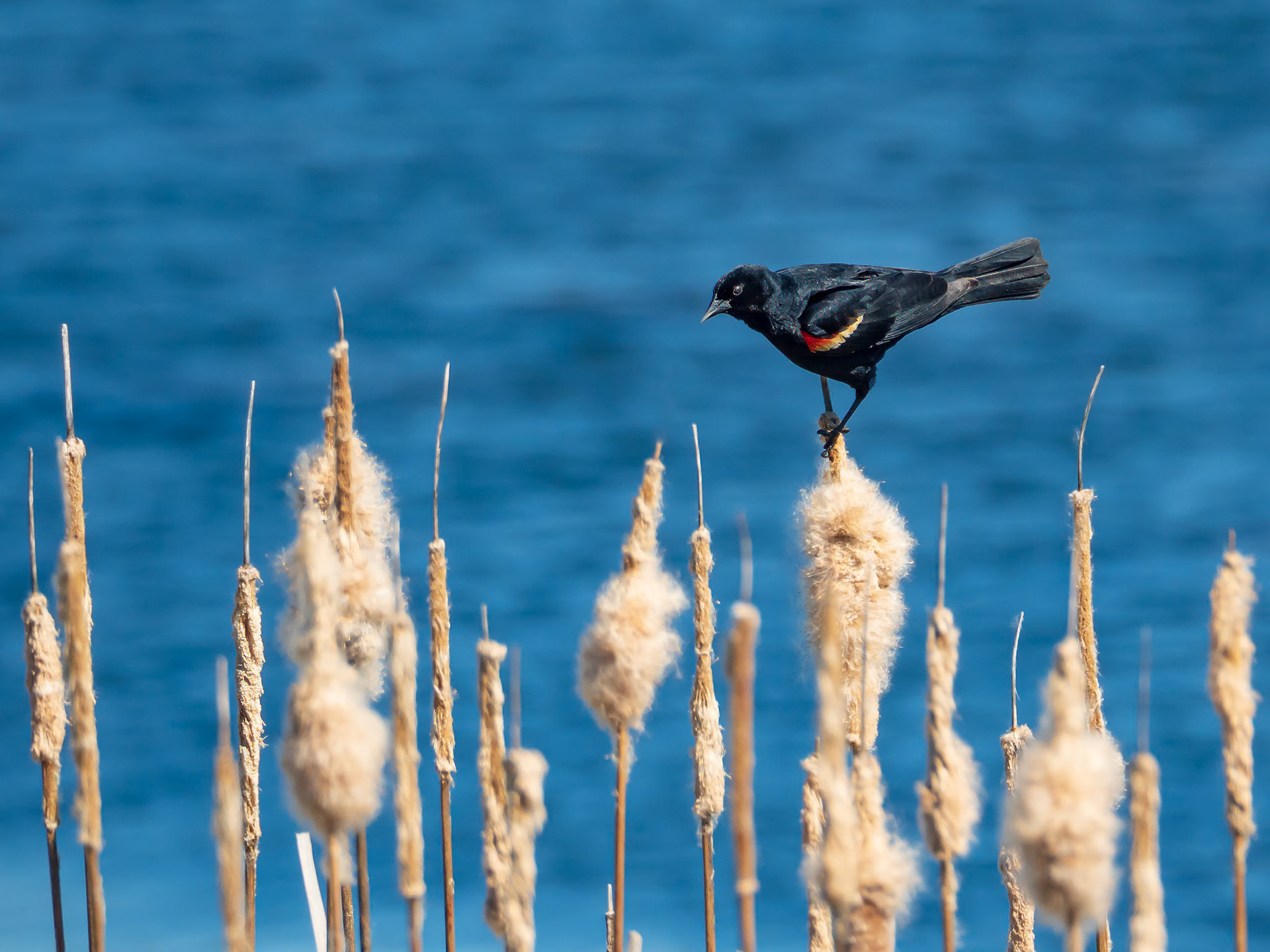 19511051 Balancing Act
