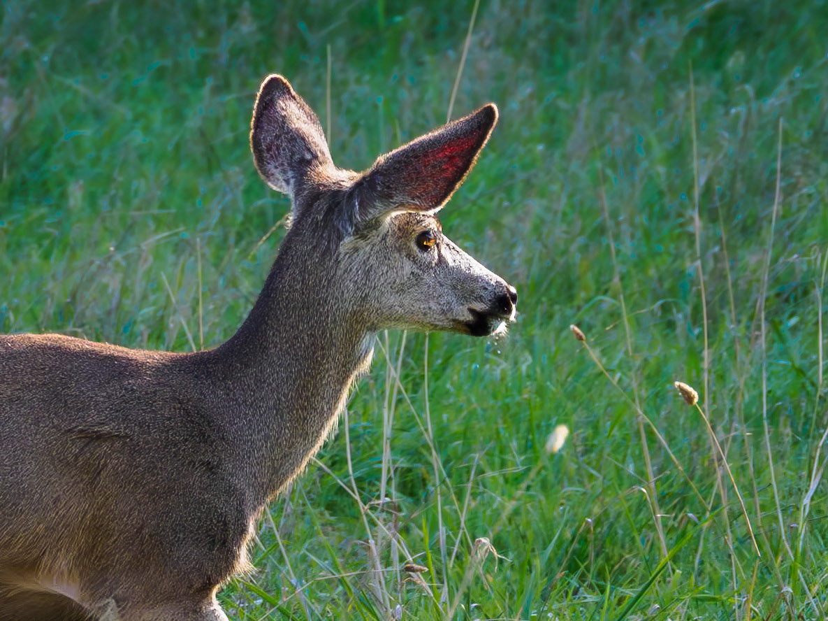 18127447 Deer in Sunlight