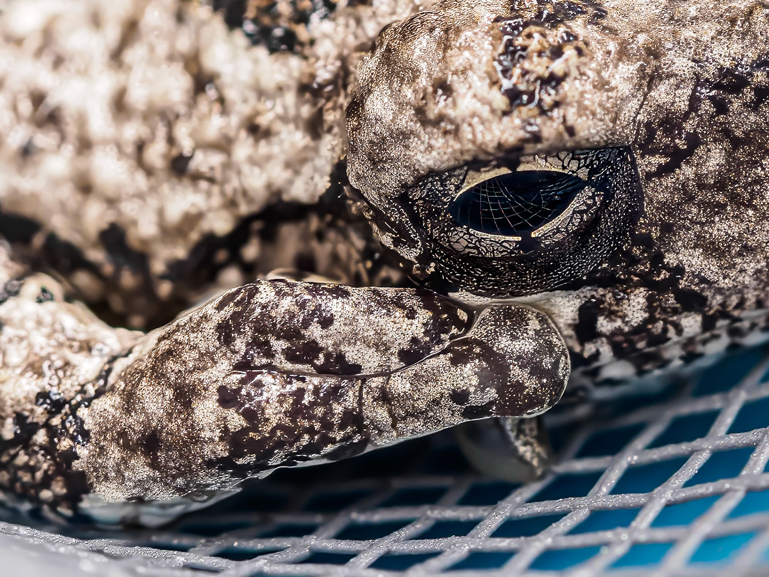 24614-159 Gray Treefrog
