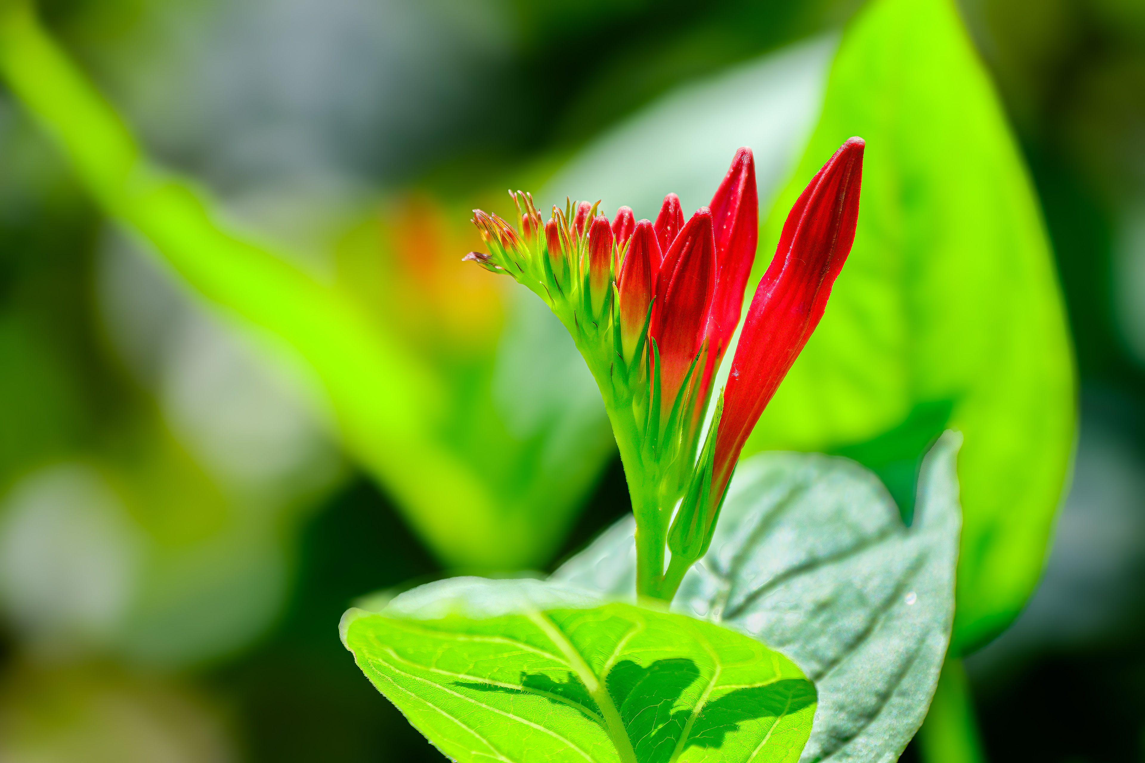 250616-729 Woodland Pinkroot (Spigelia Marilandica)