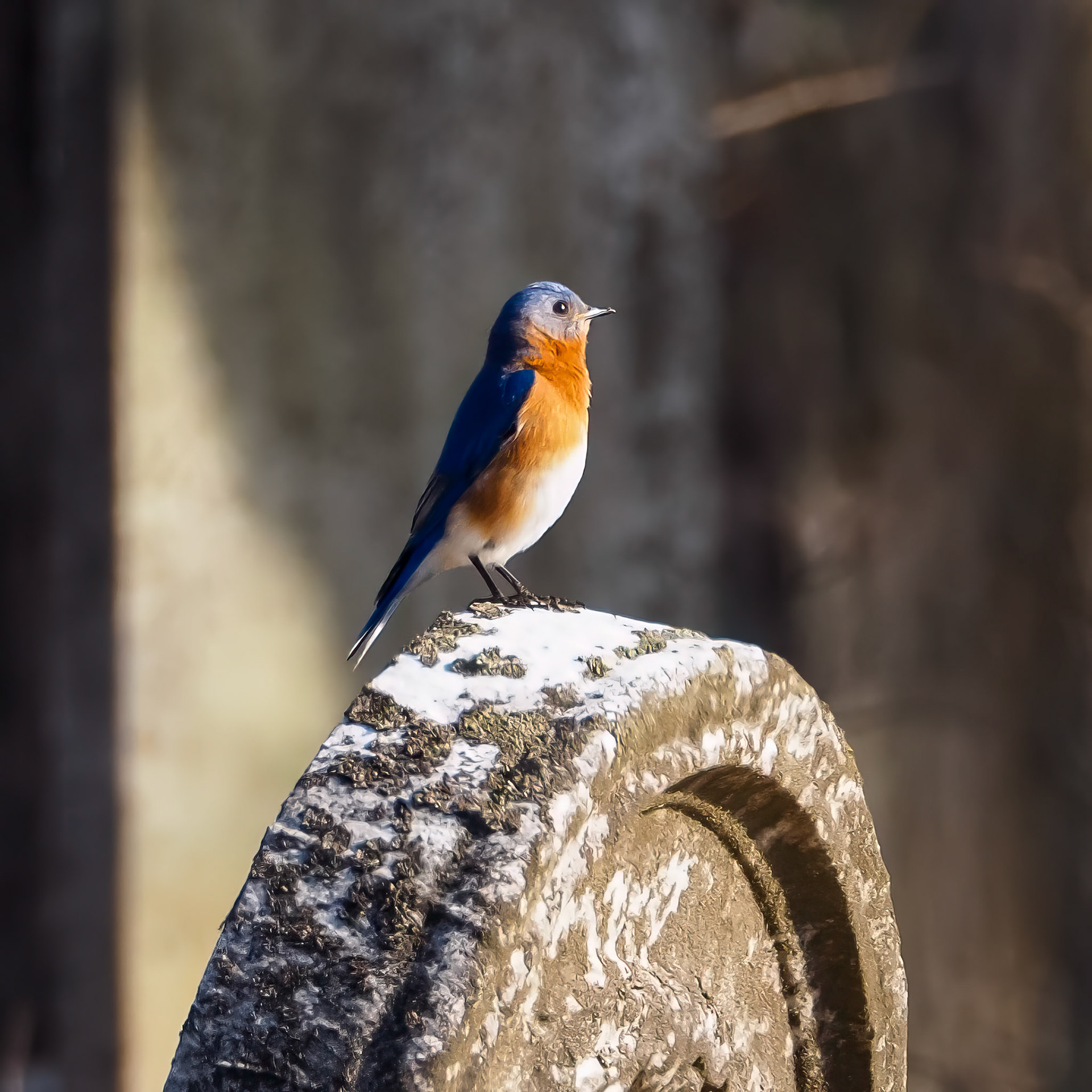17327093 Eastern Bluebird