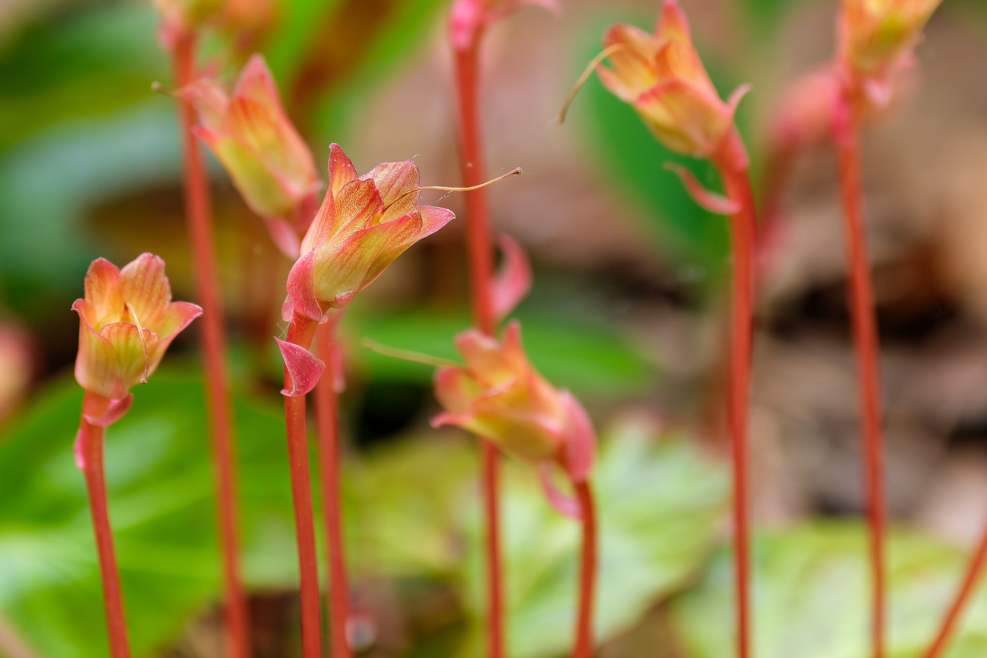 260506-405 Oconee Bells (Shortia galacifolia)