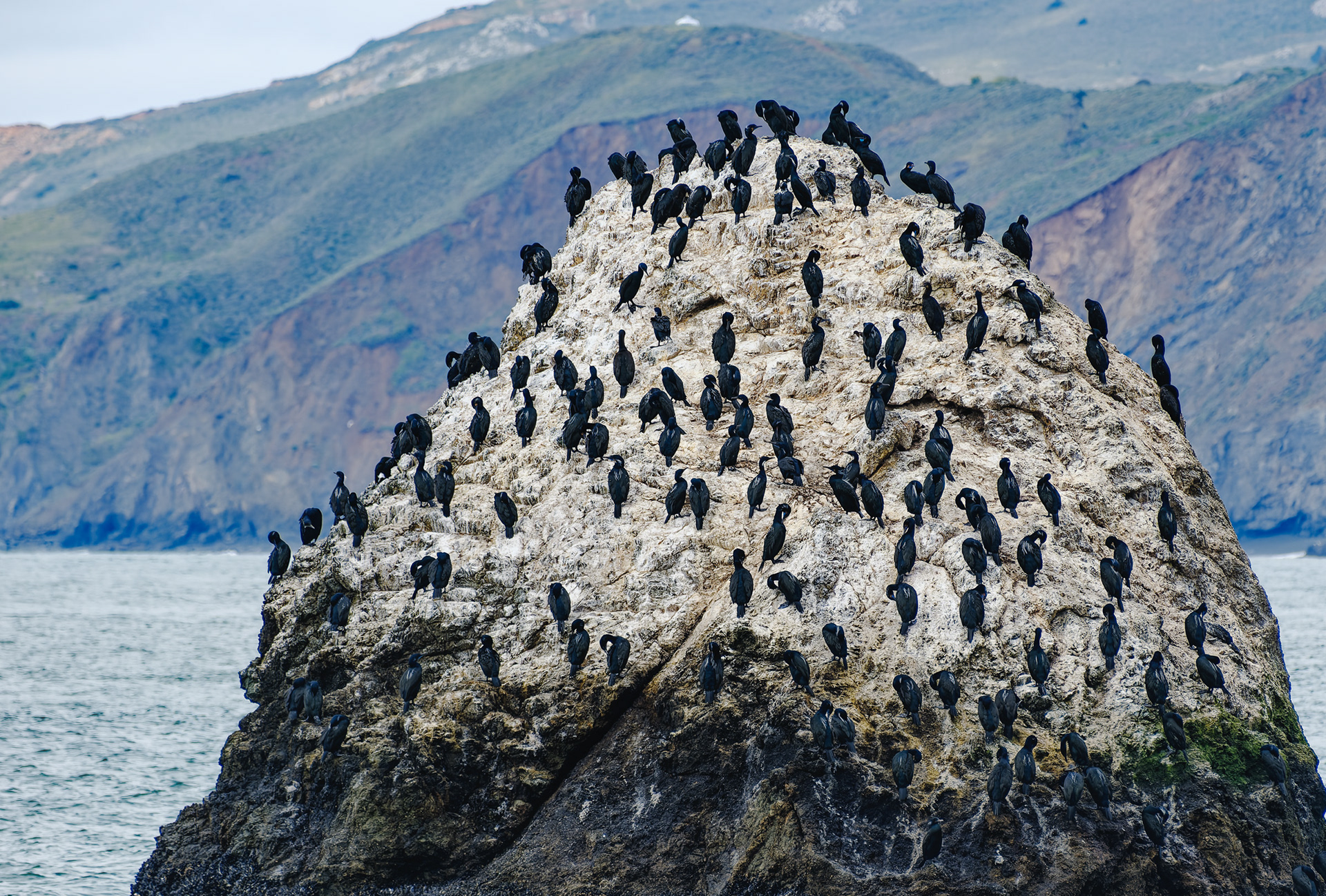 260214-649 Cormorants on White