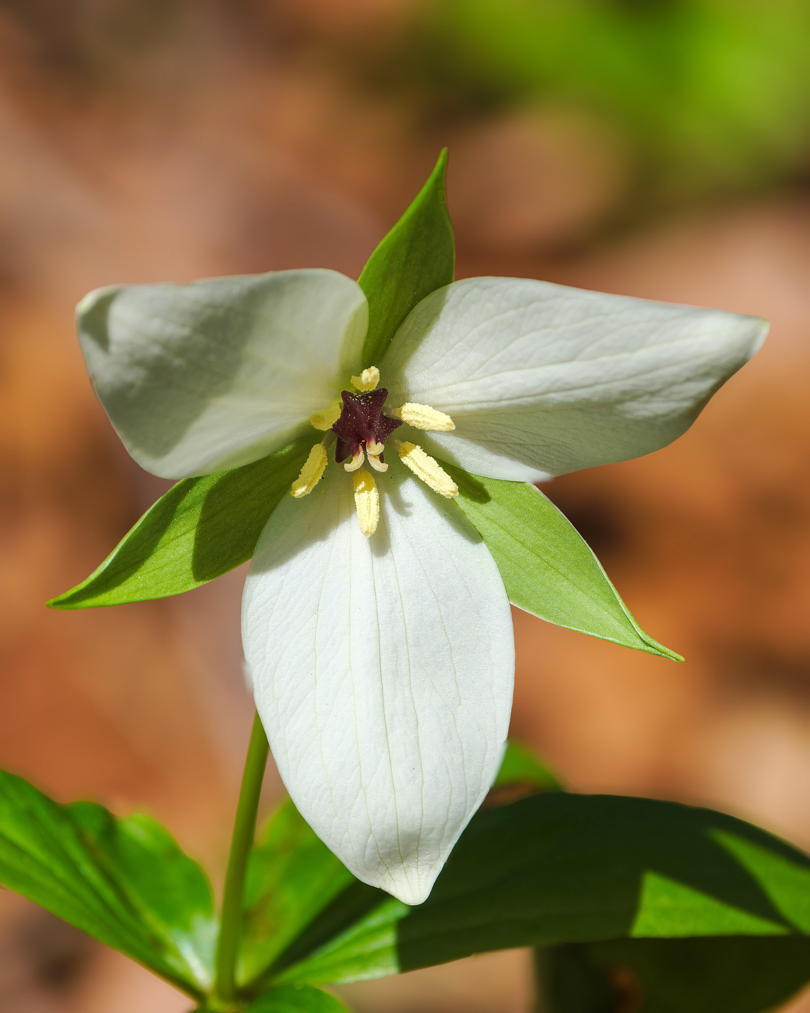 250429-814 Red Trillium (Trillium erectum)