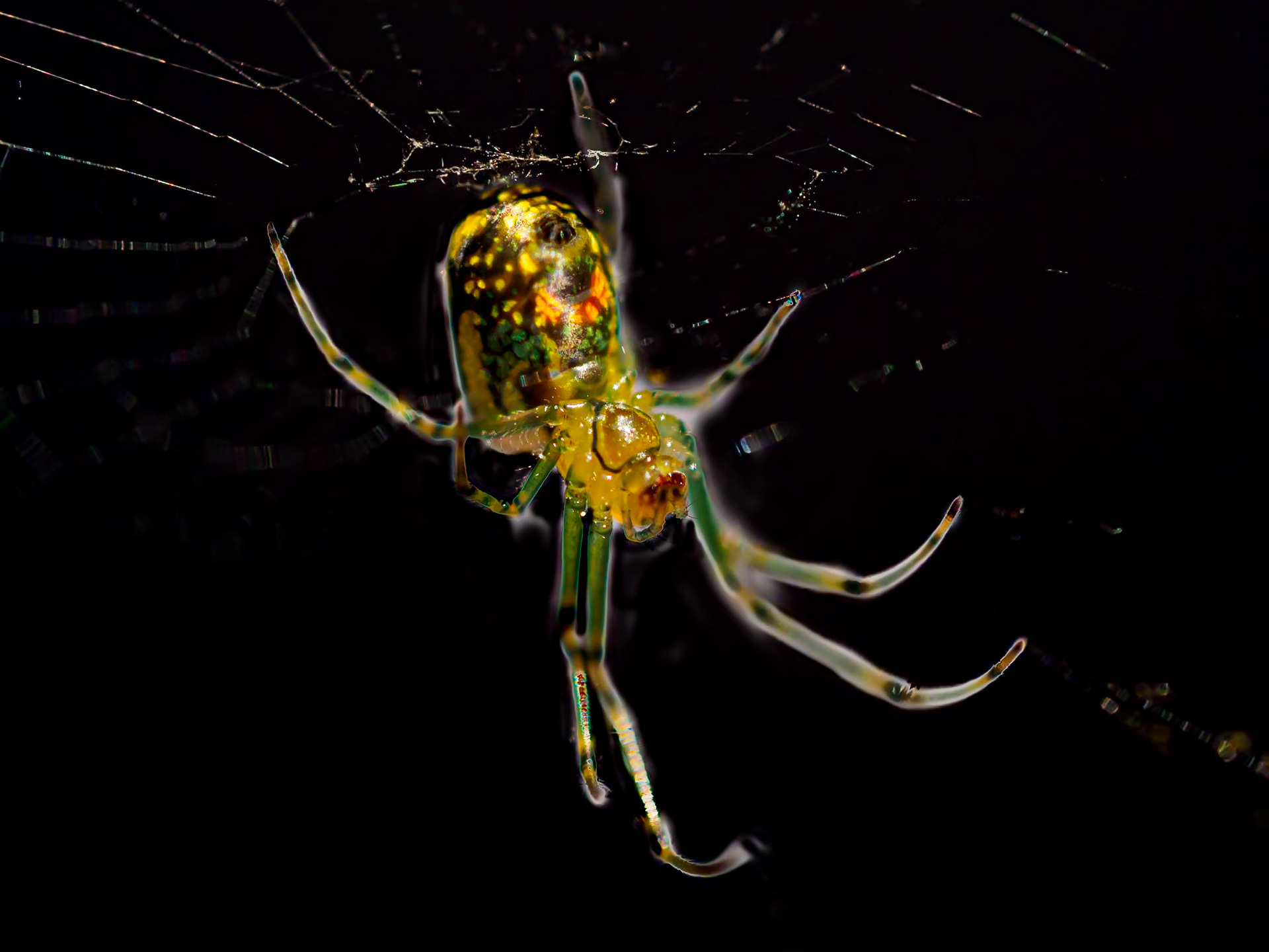 20530063 Tiny Spider 2