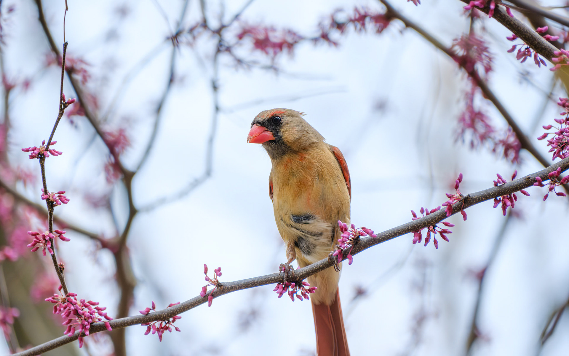 250425-745 Northern Cardinal (Cardinalis cardinalis)
